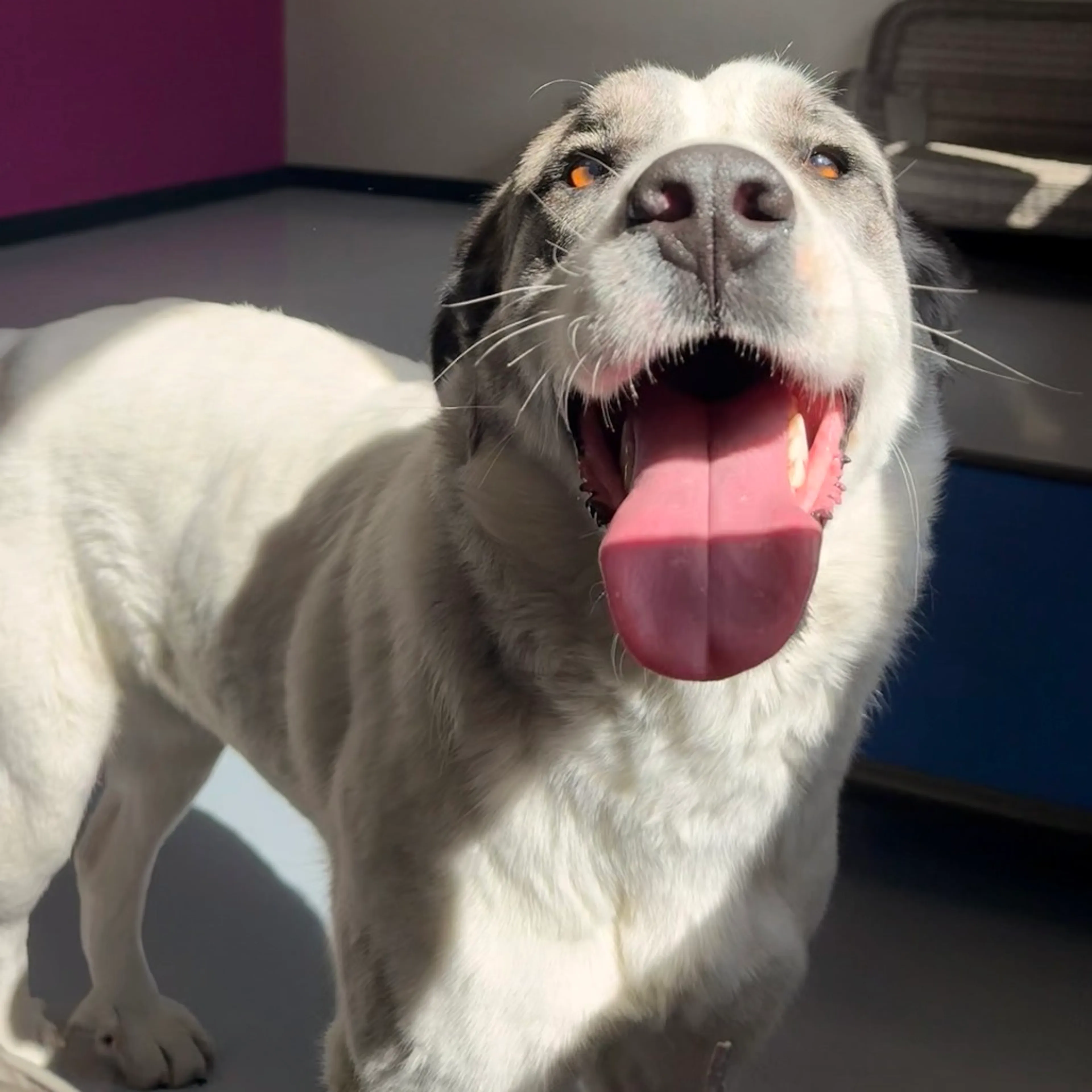 Found pet-4