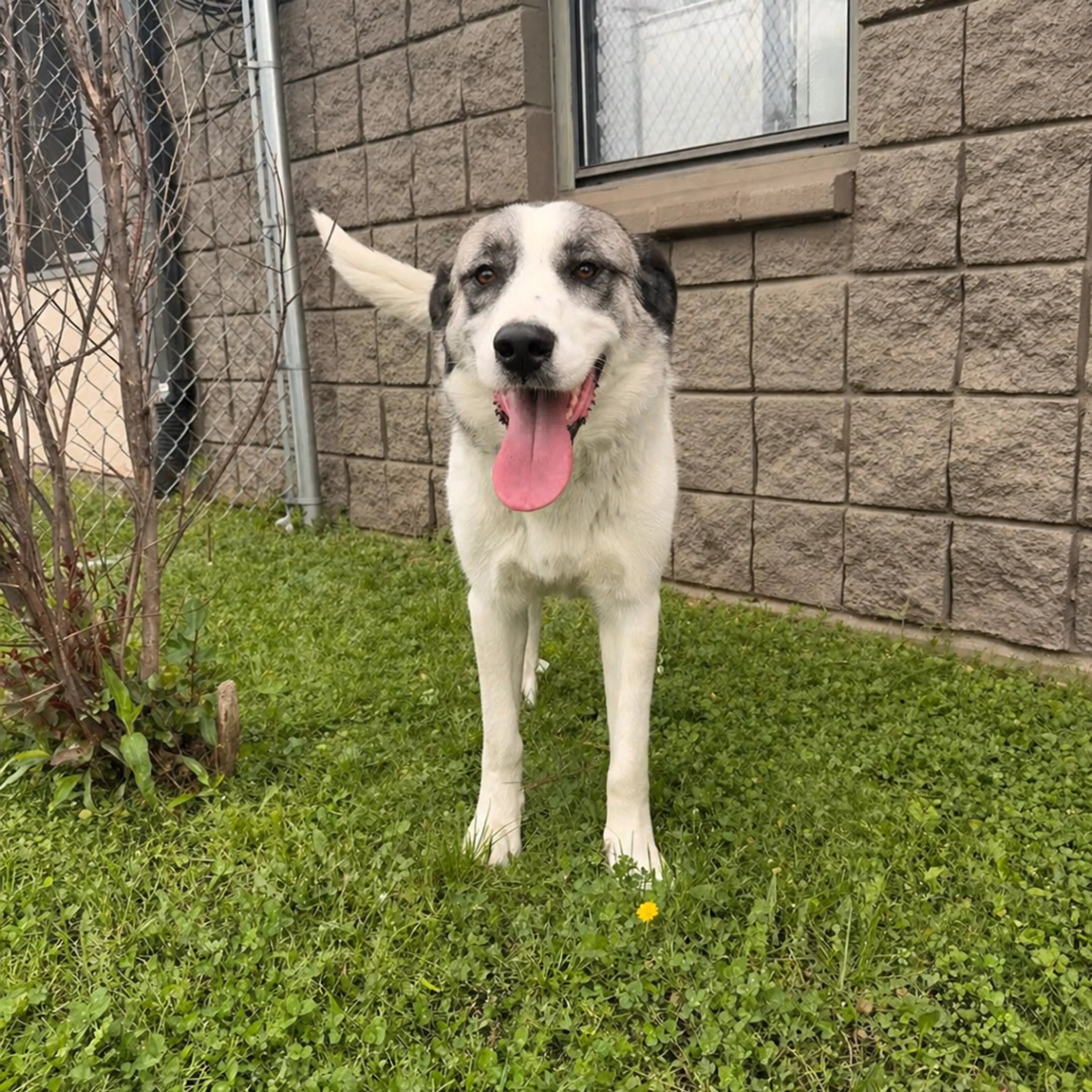 Found pet-6
