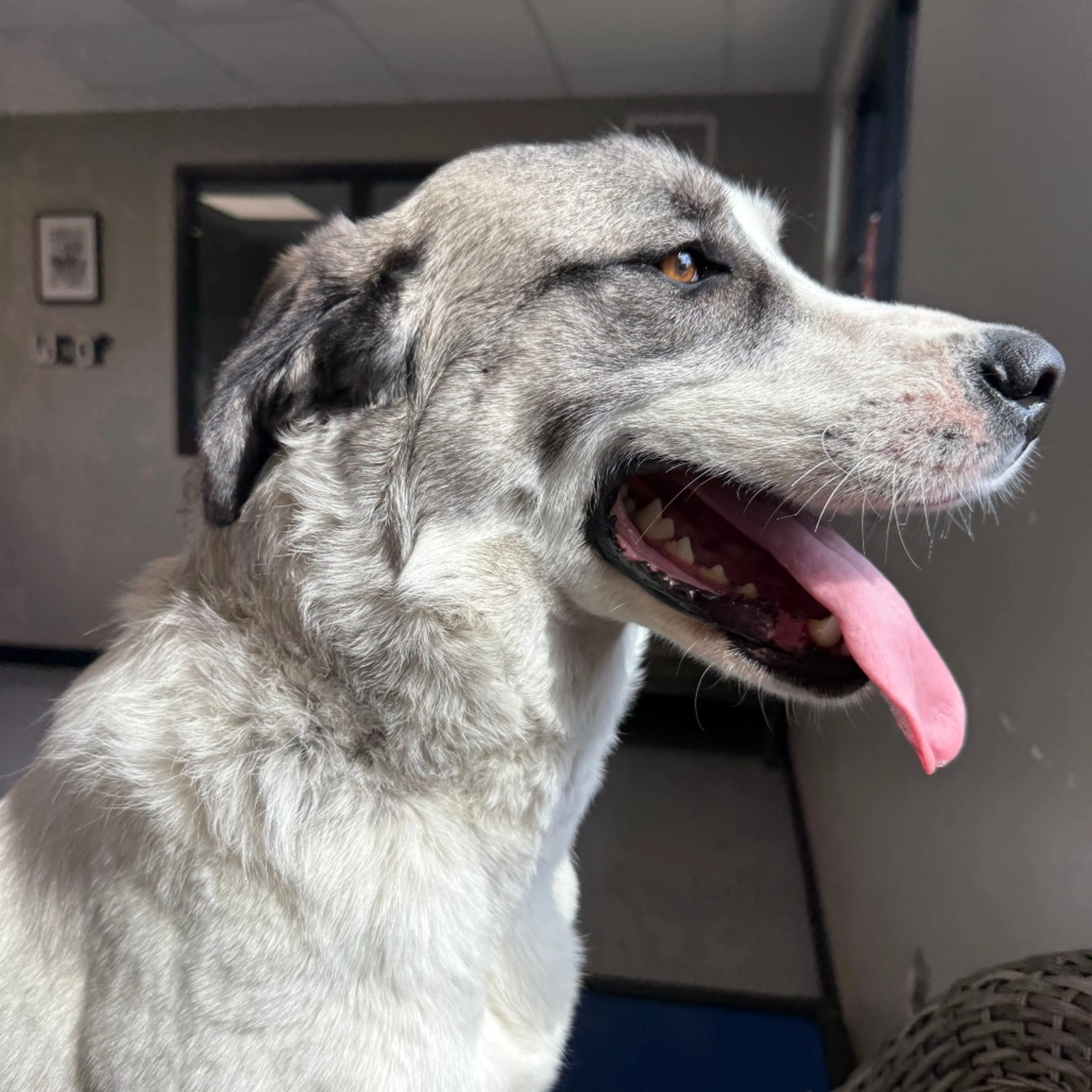 Found pet-2