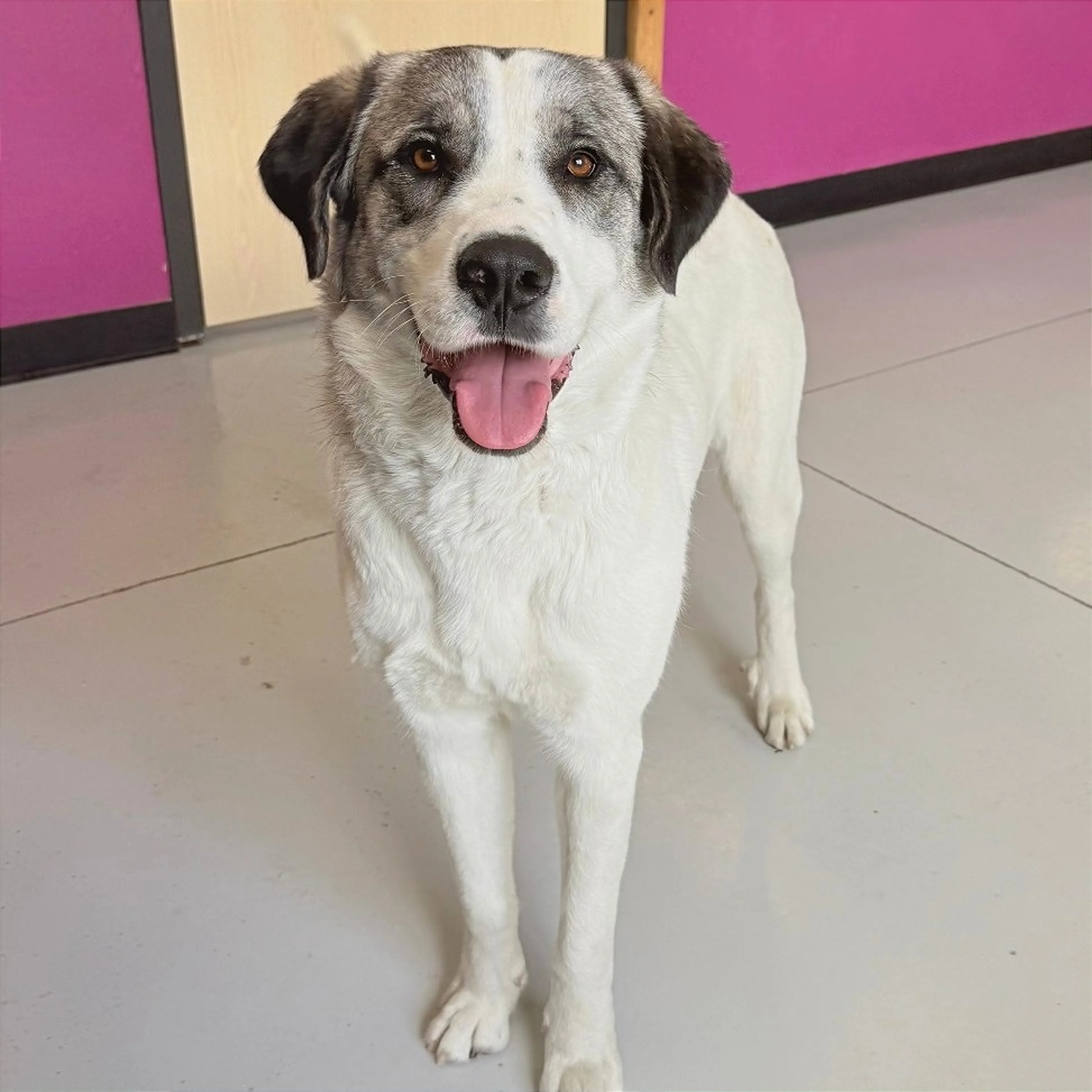Found pet-3