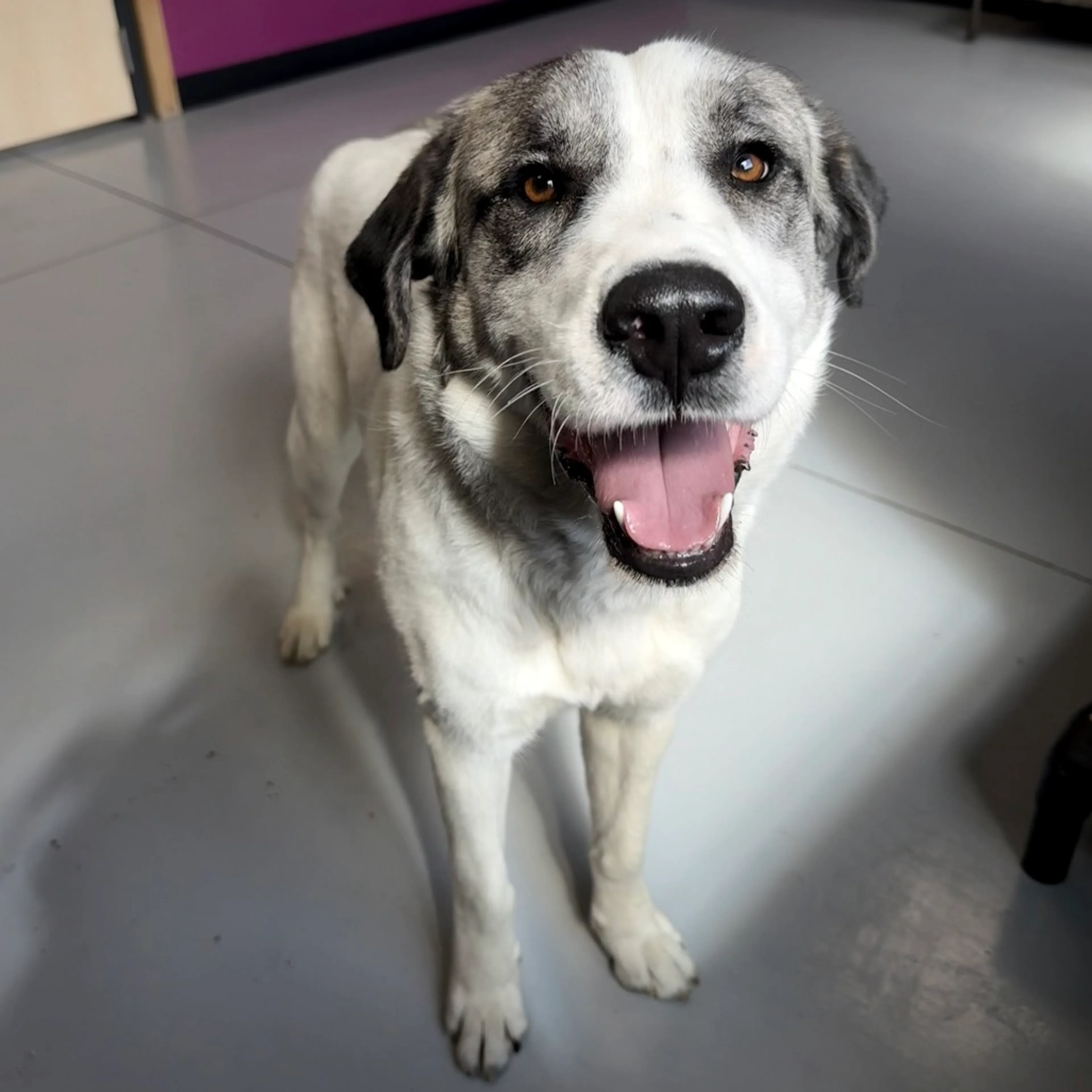 Found pet-5