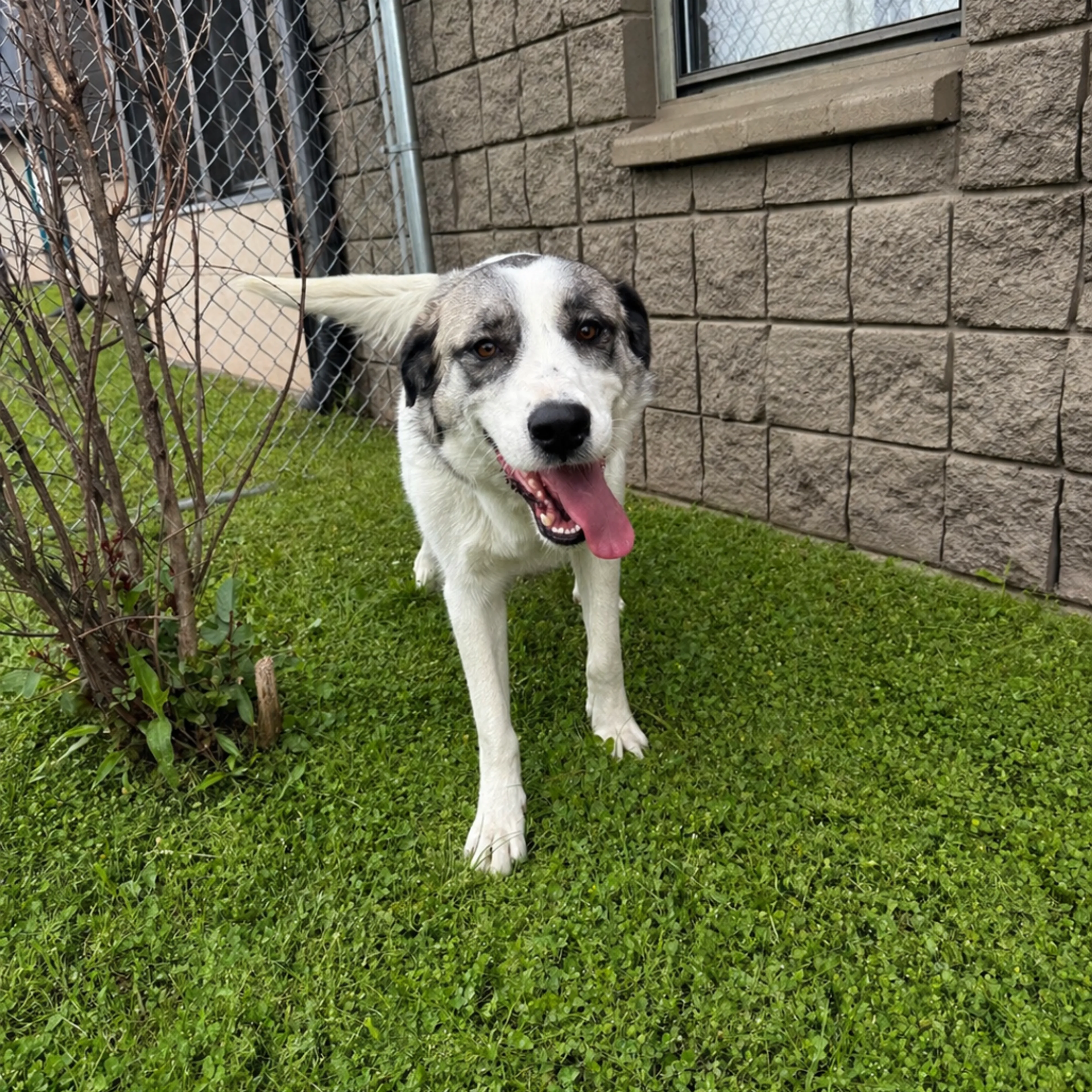 Found pet-7