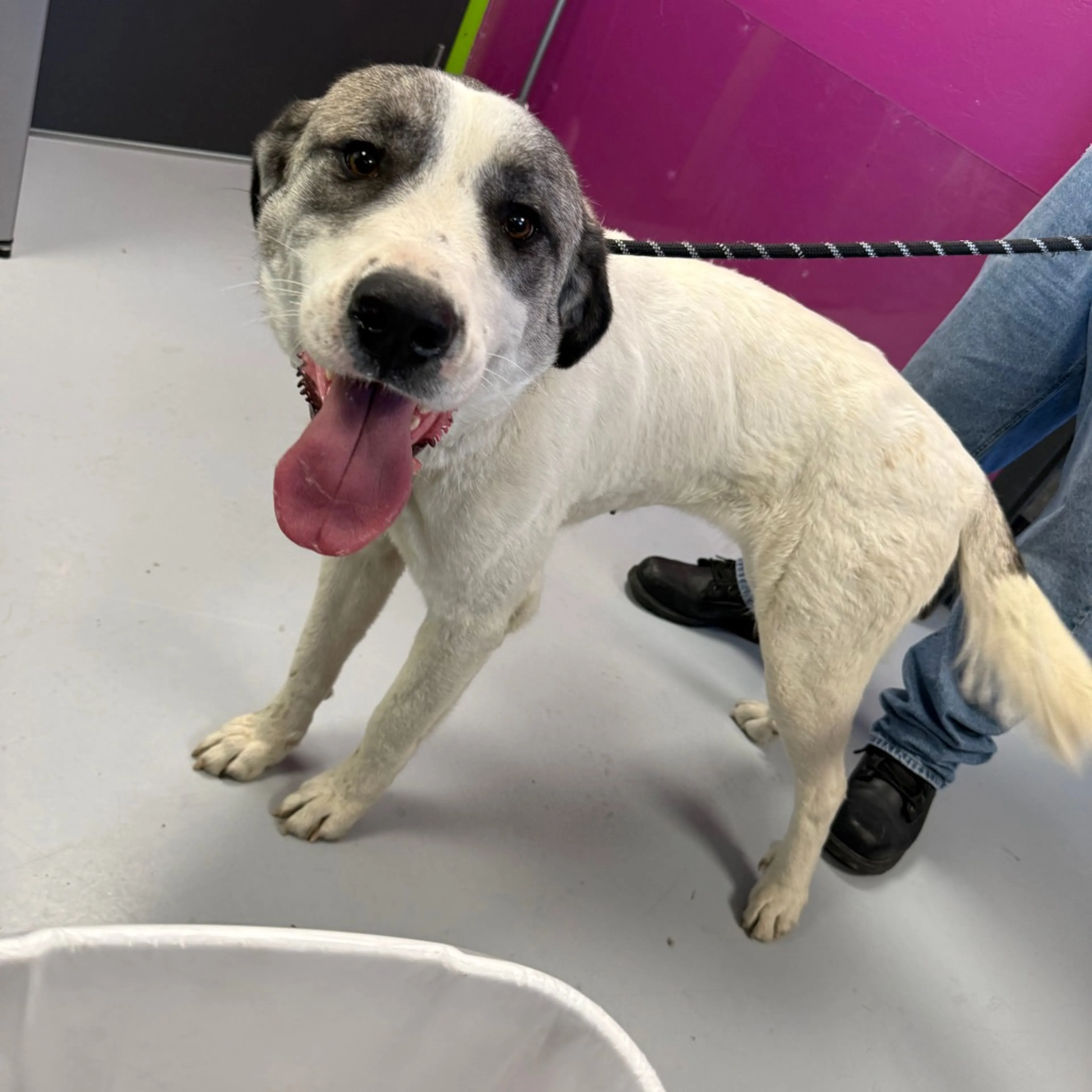 Found pet-1