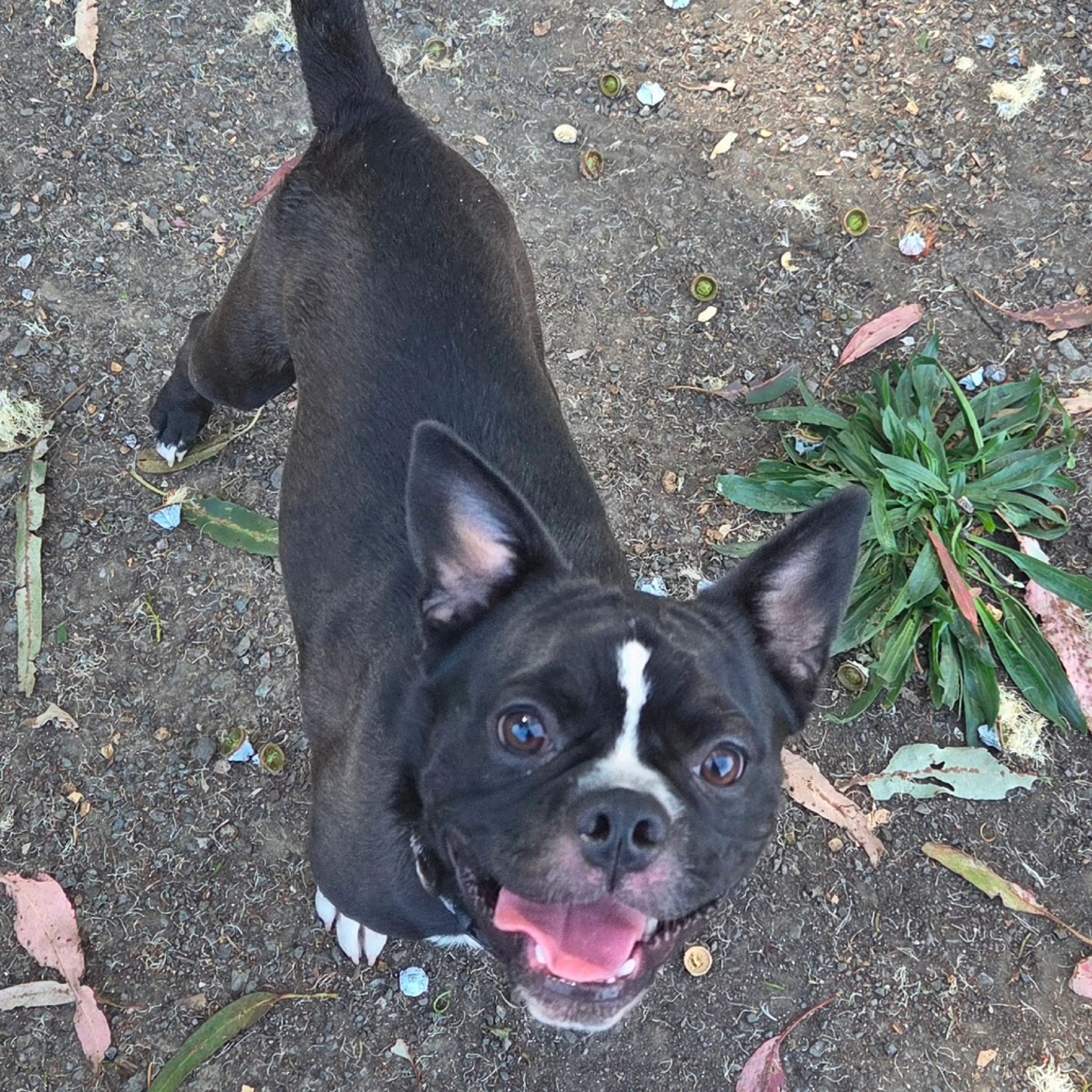 Found pet-5