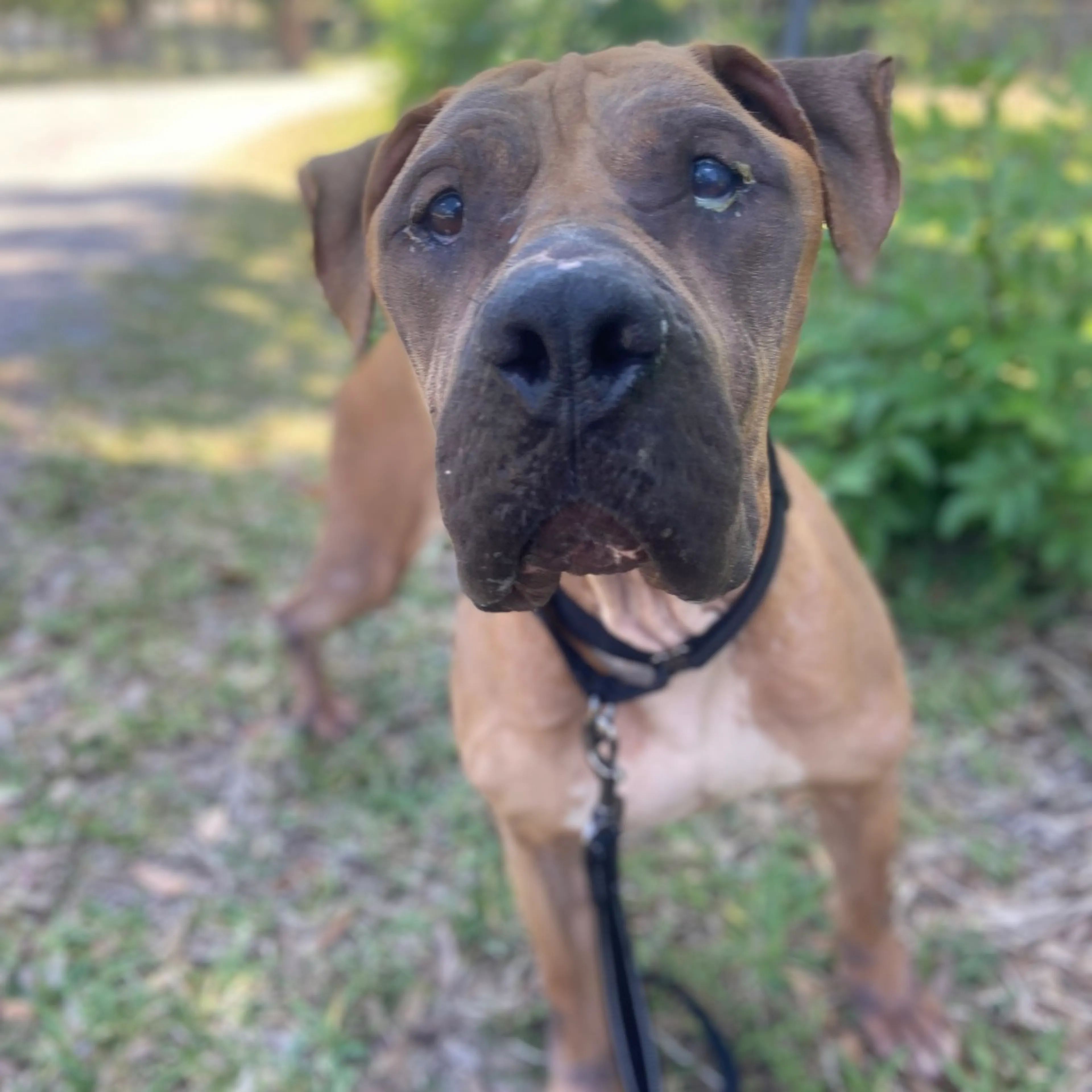 Found pet-2