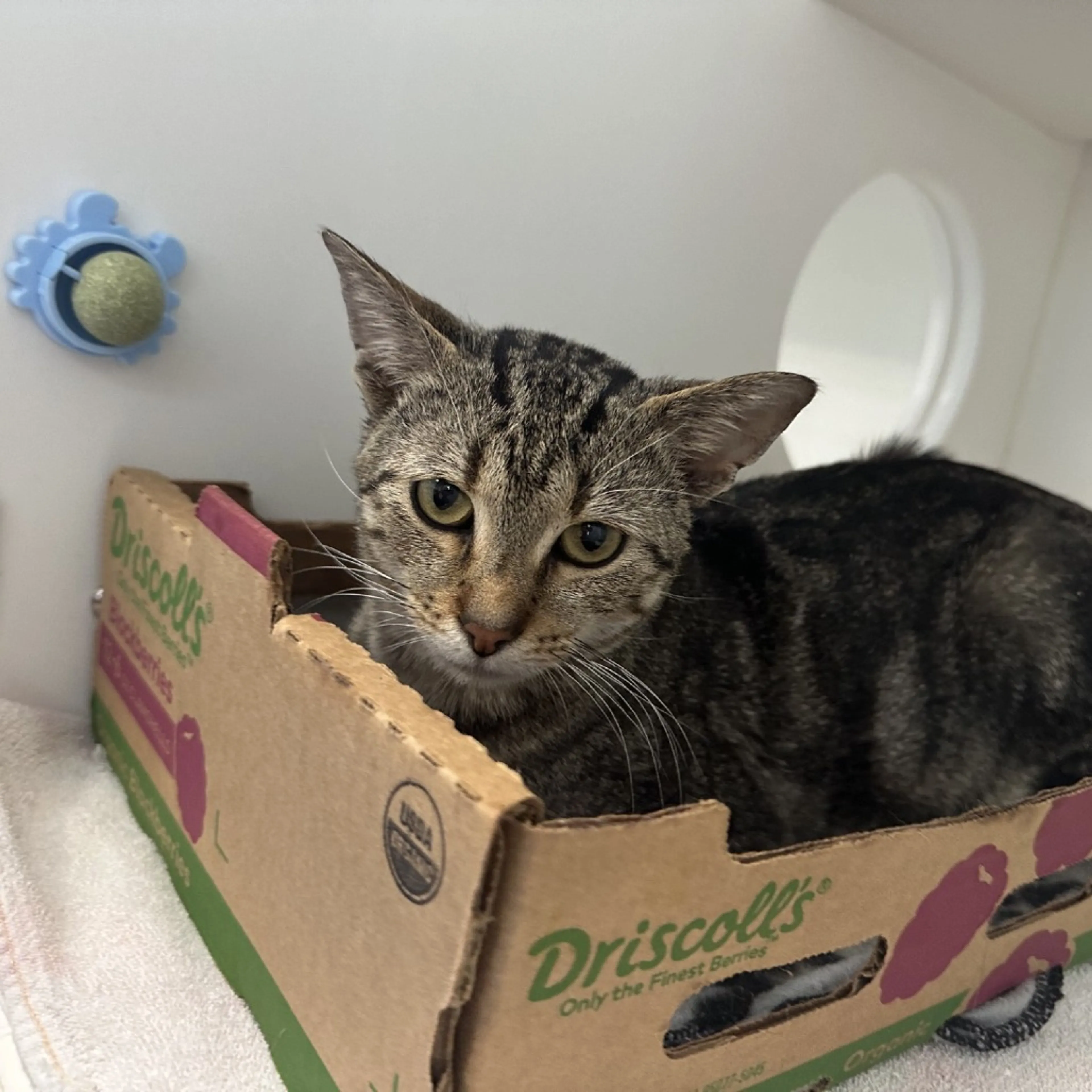Found pet-6