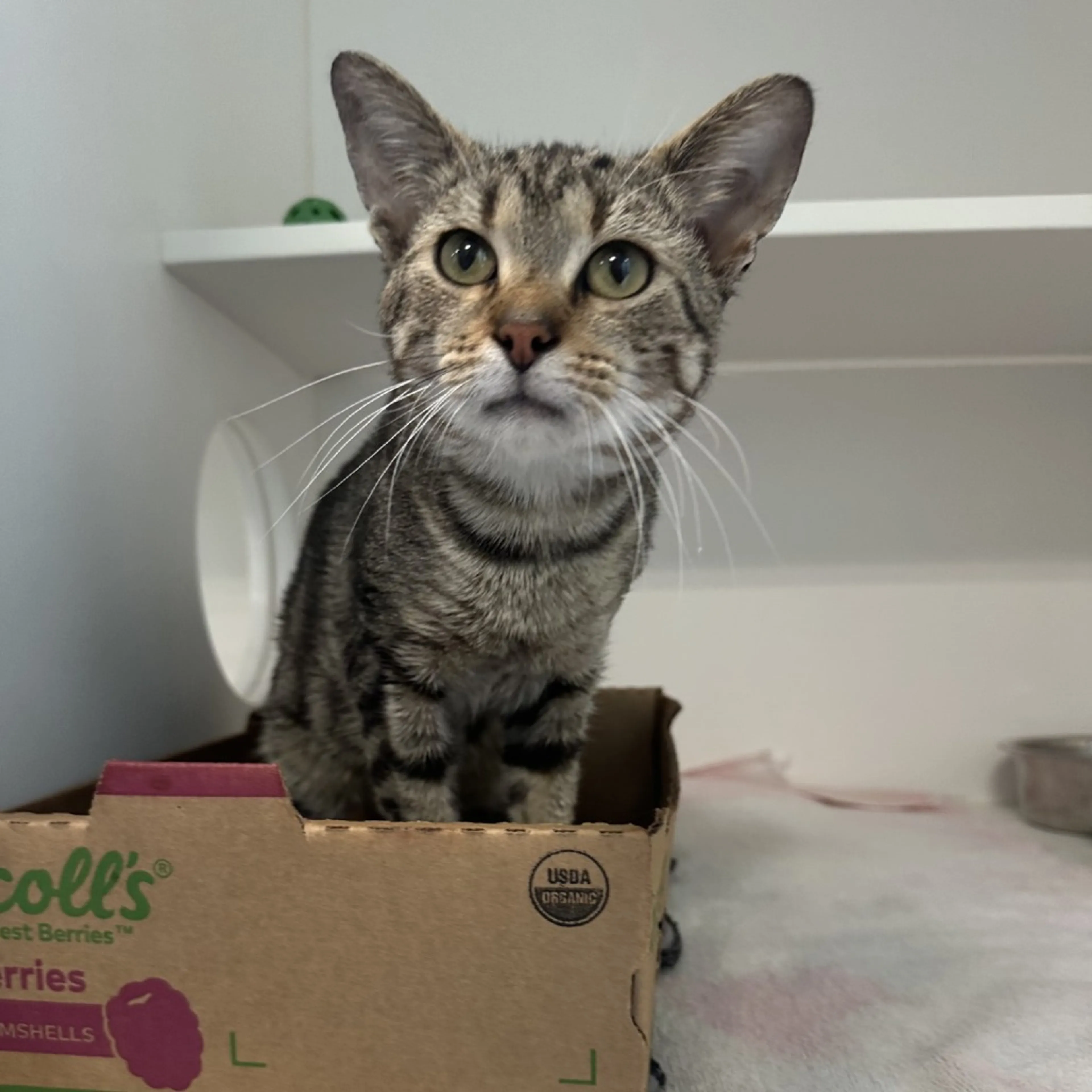 Found pet-5