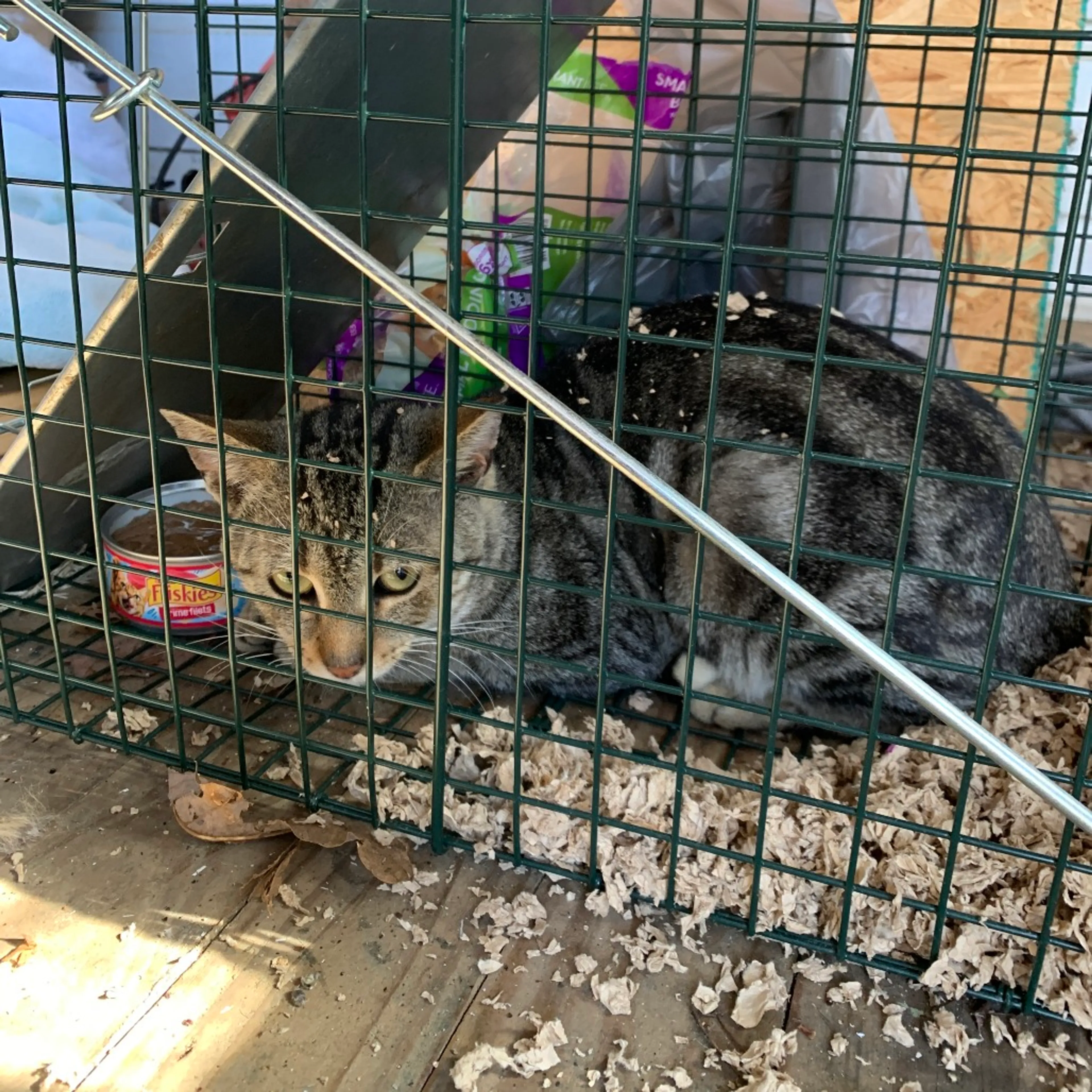Found pet-1