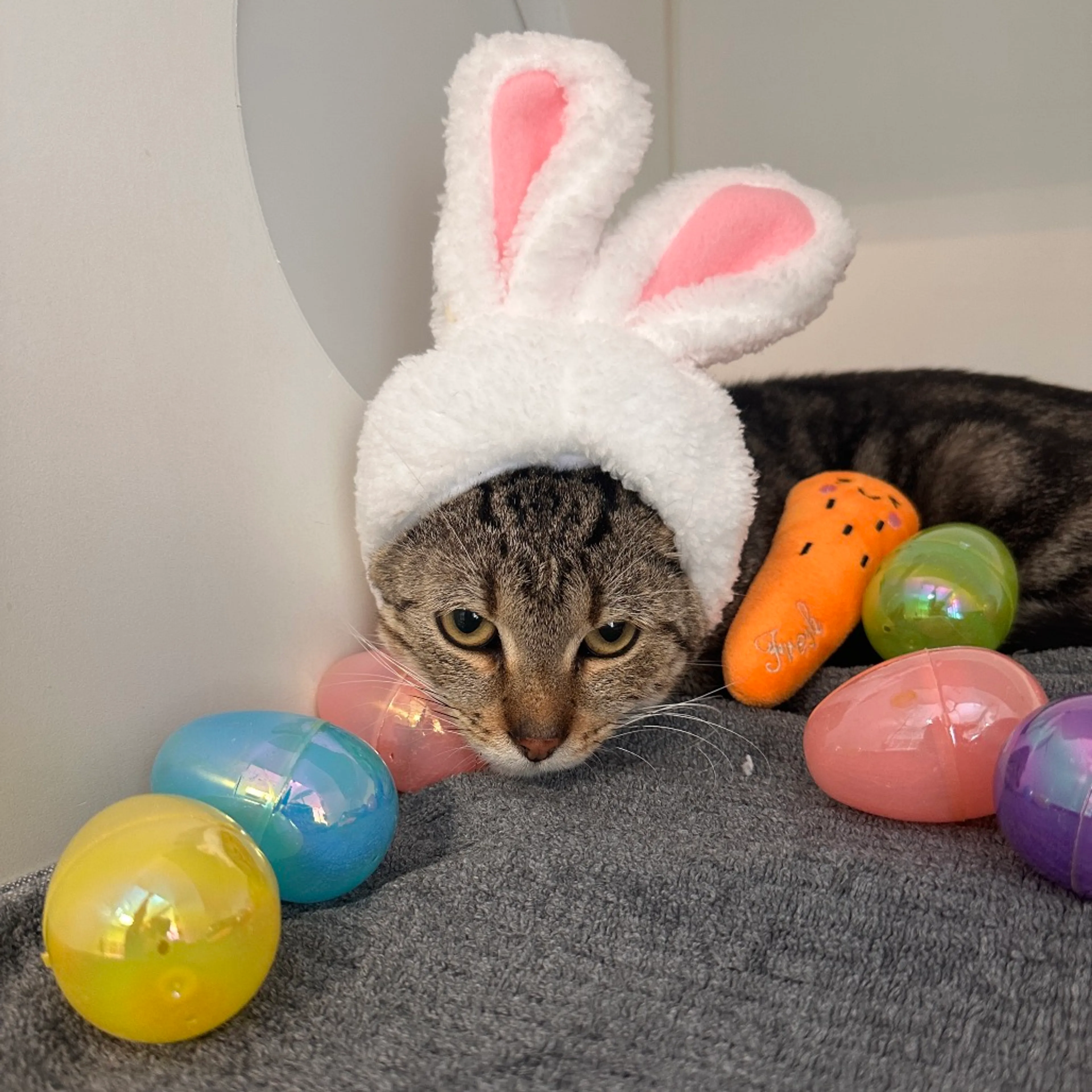 Found pet-2