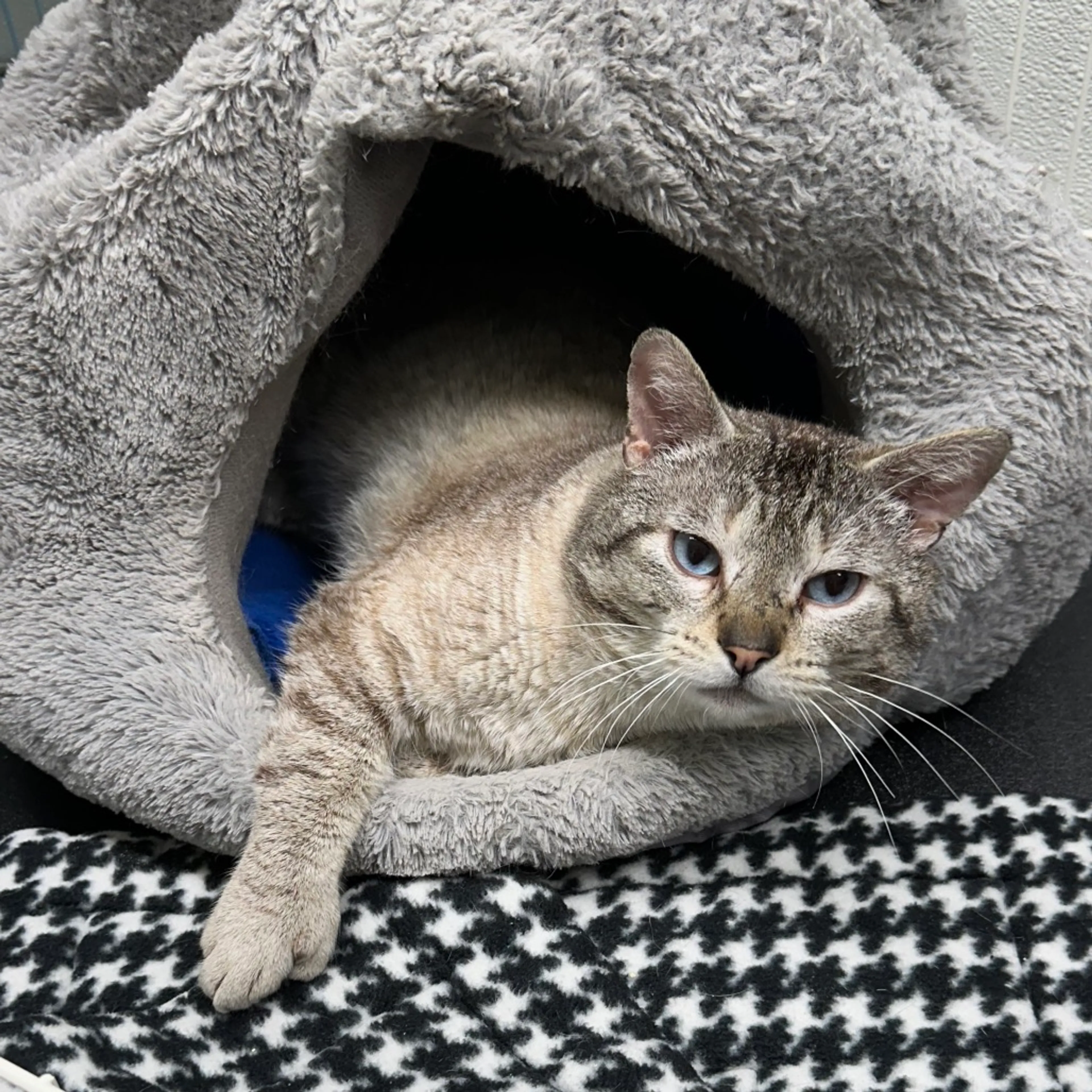 Found pet-2