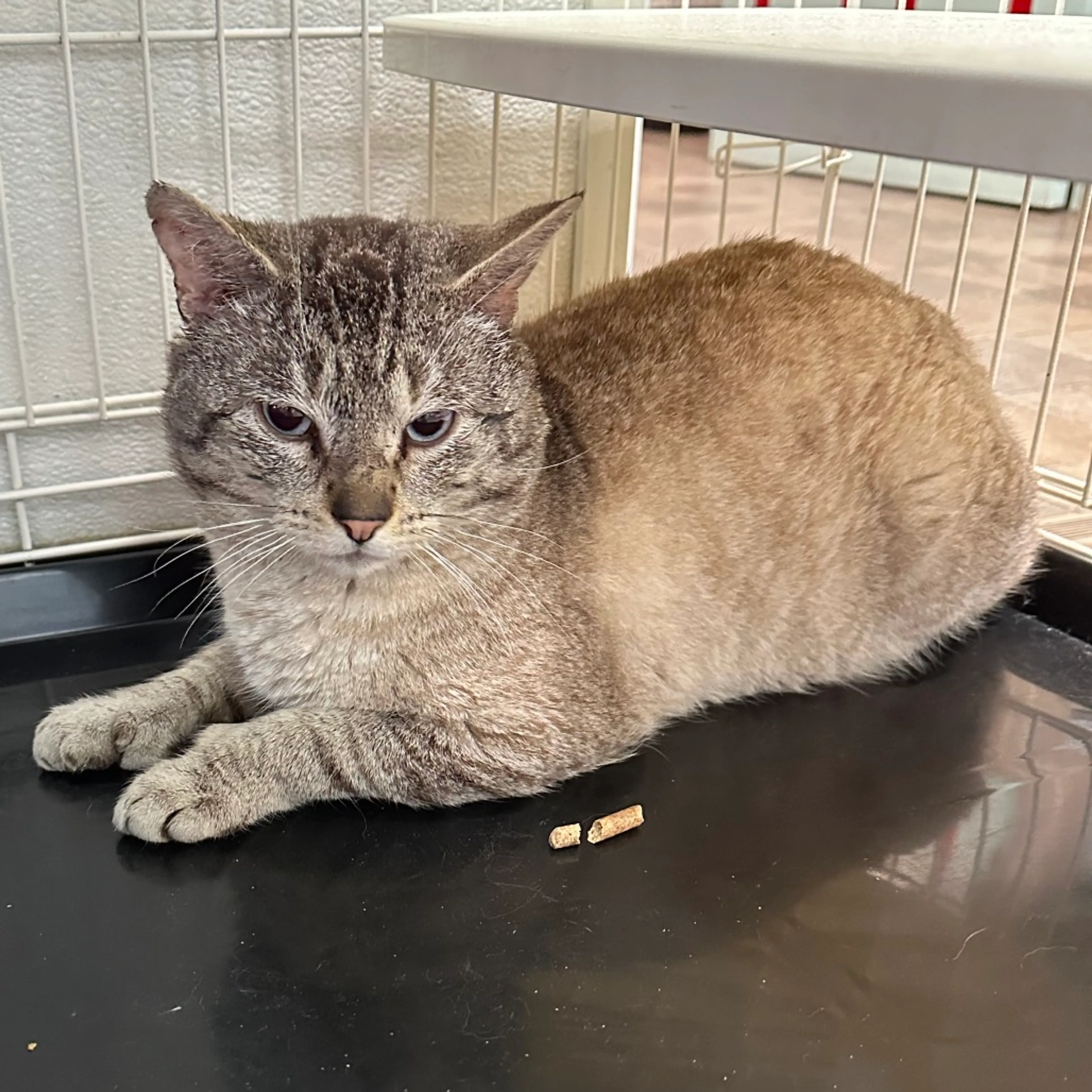 Found pet-1