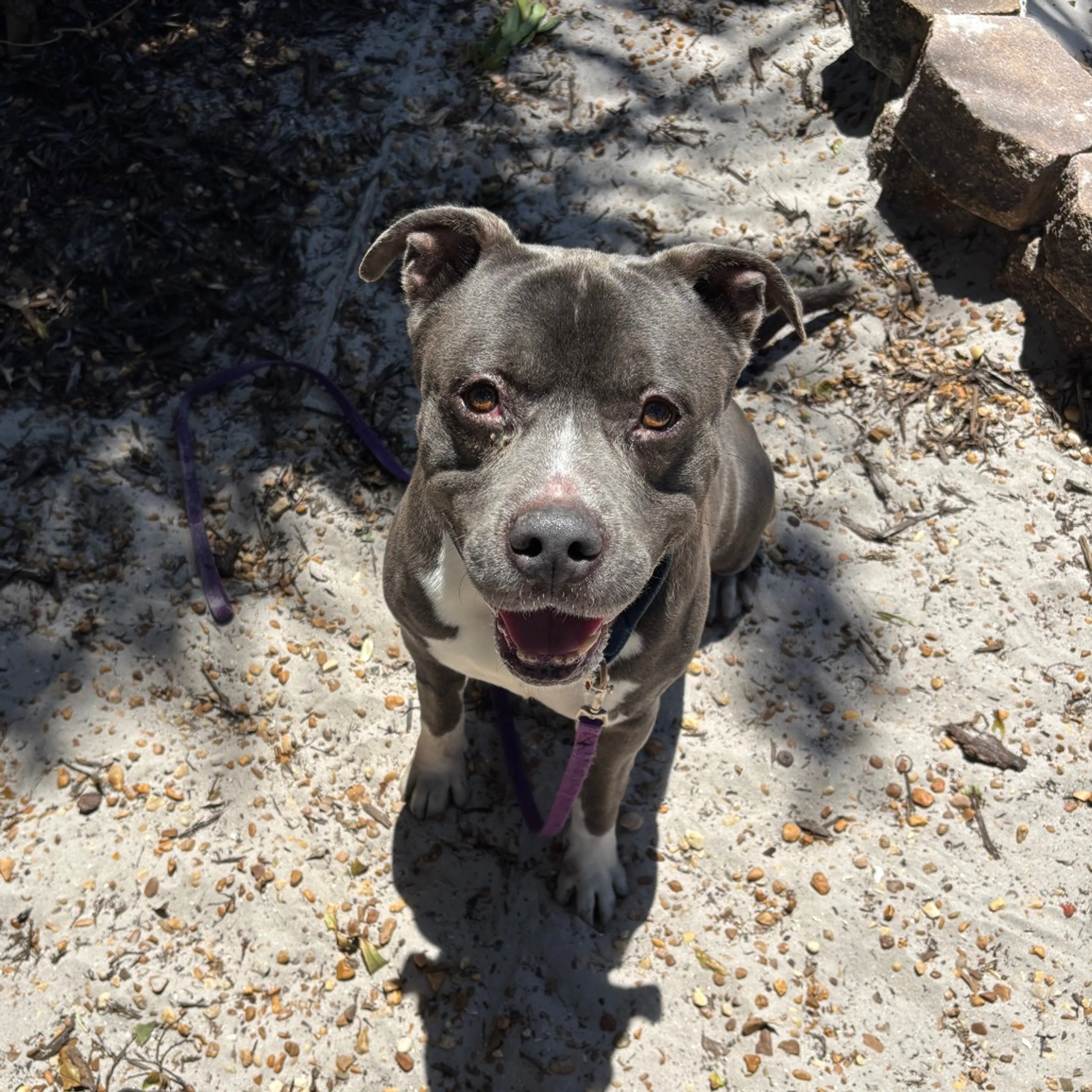 Found pet-4