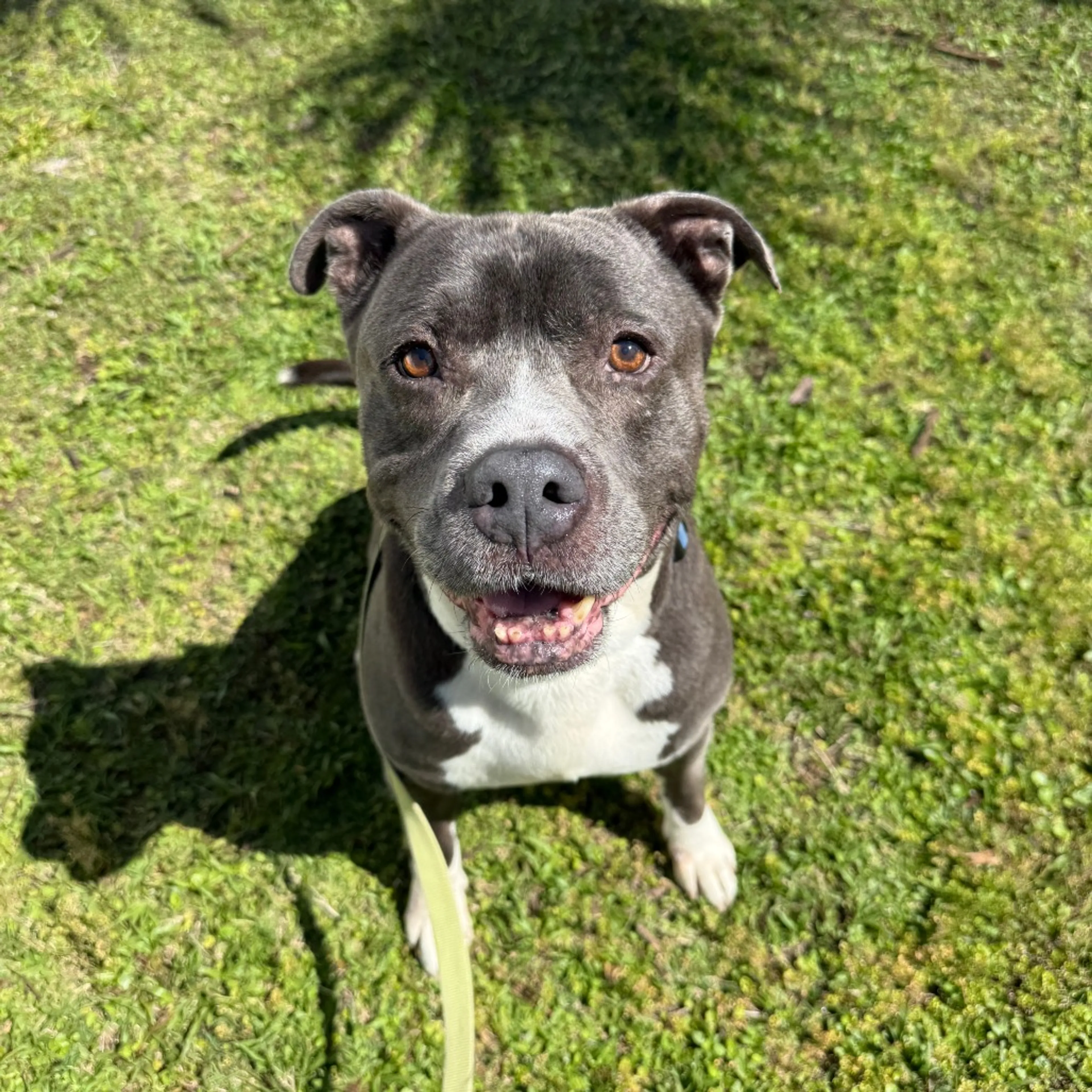 Found pet-11