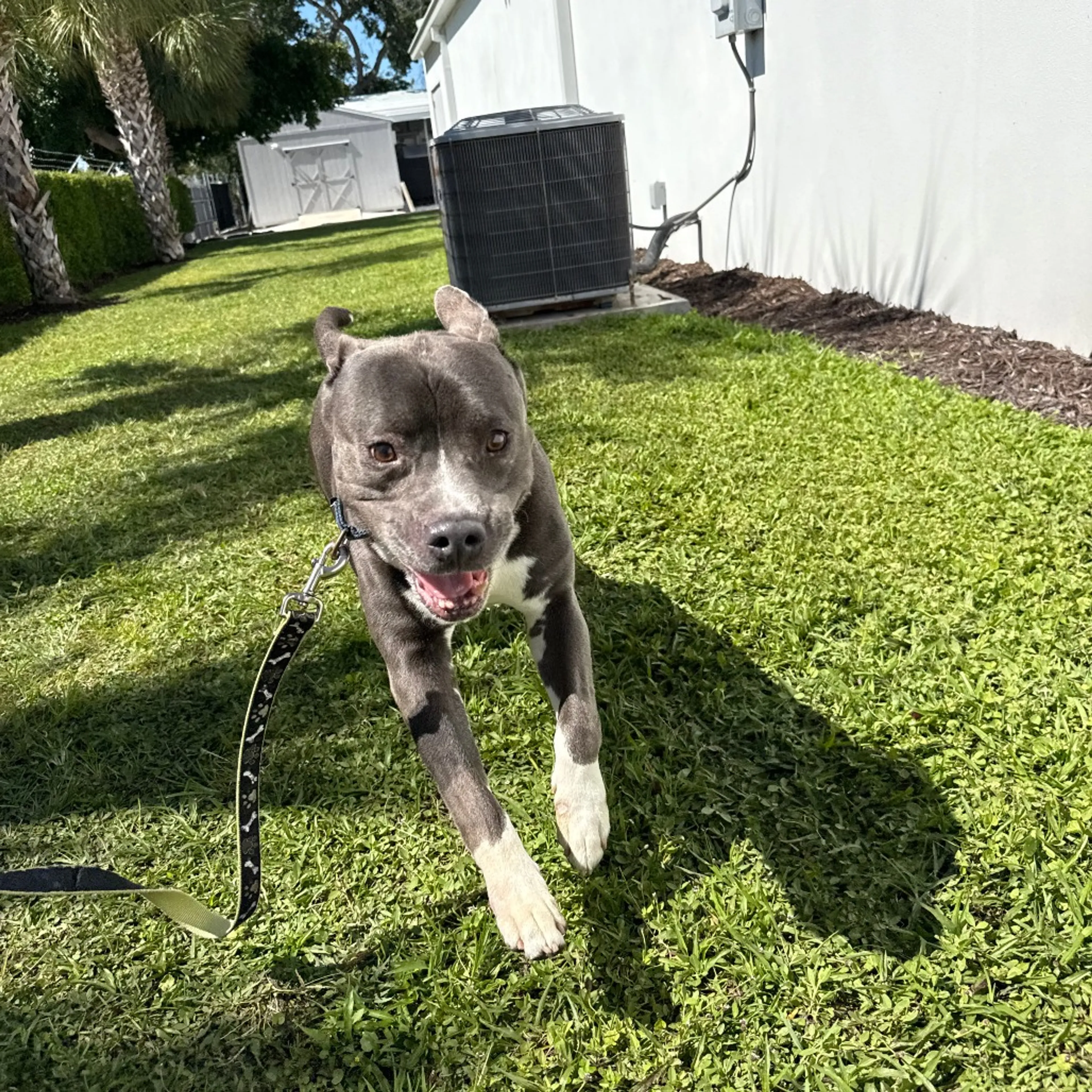 Found pet-12