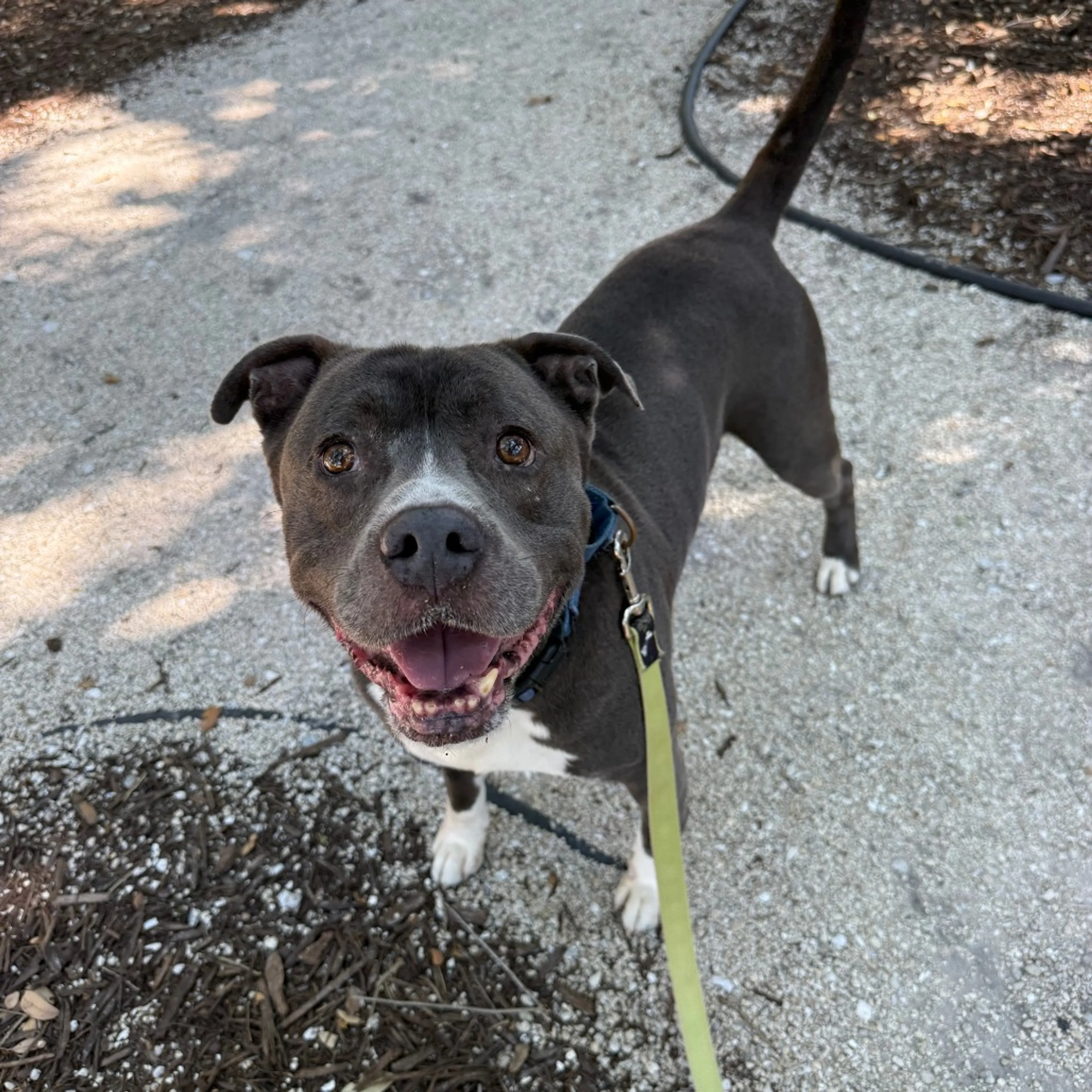Found pet-9