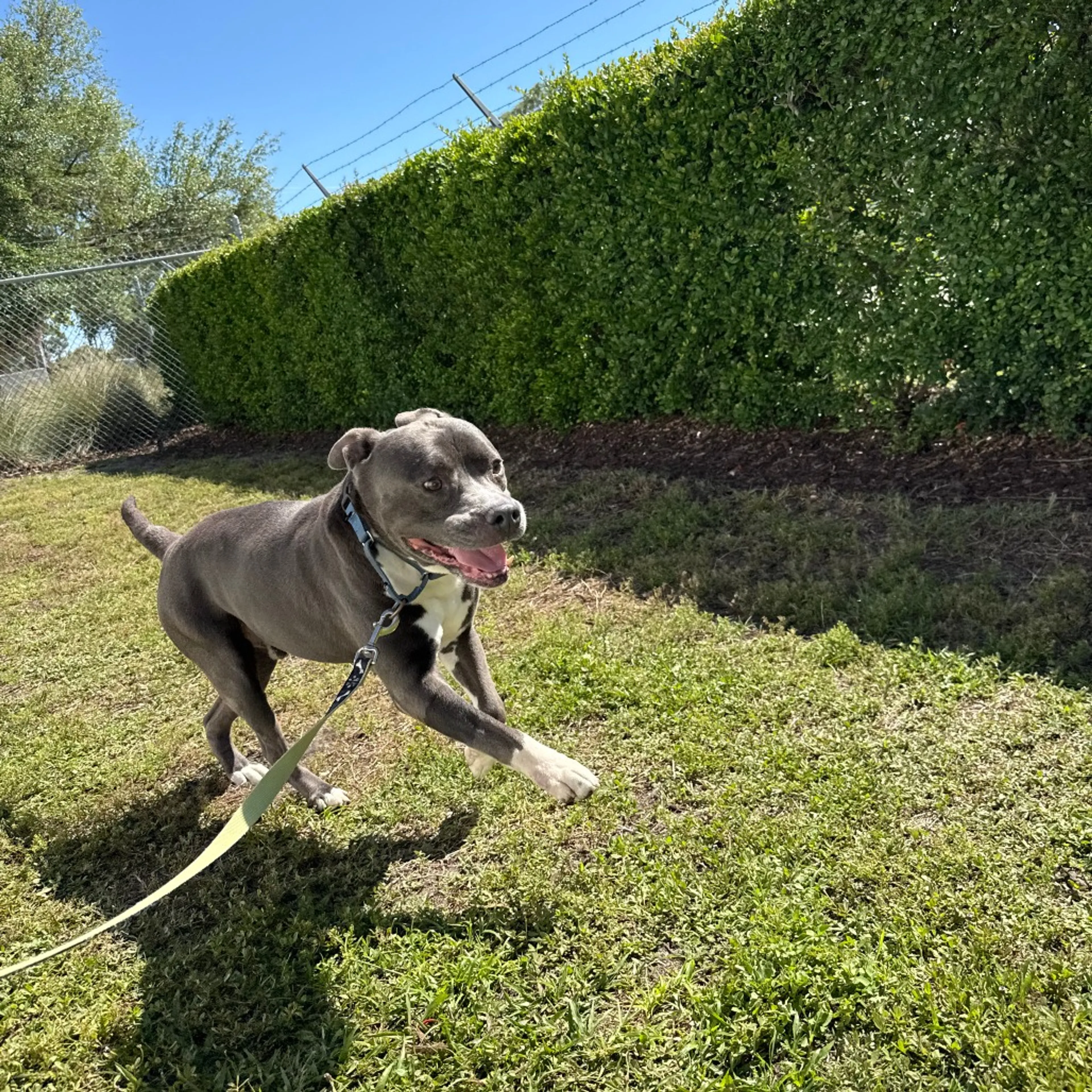 Found pet-10