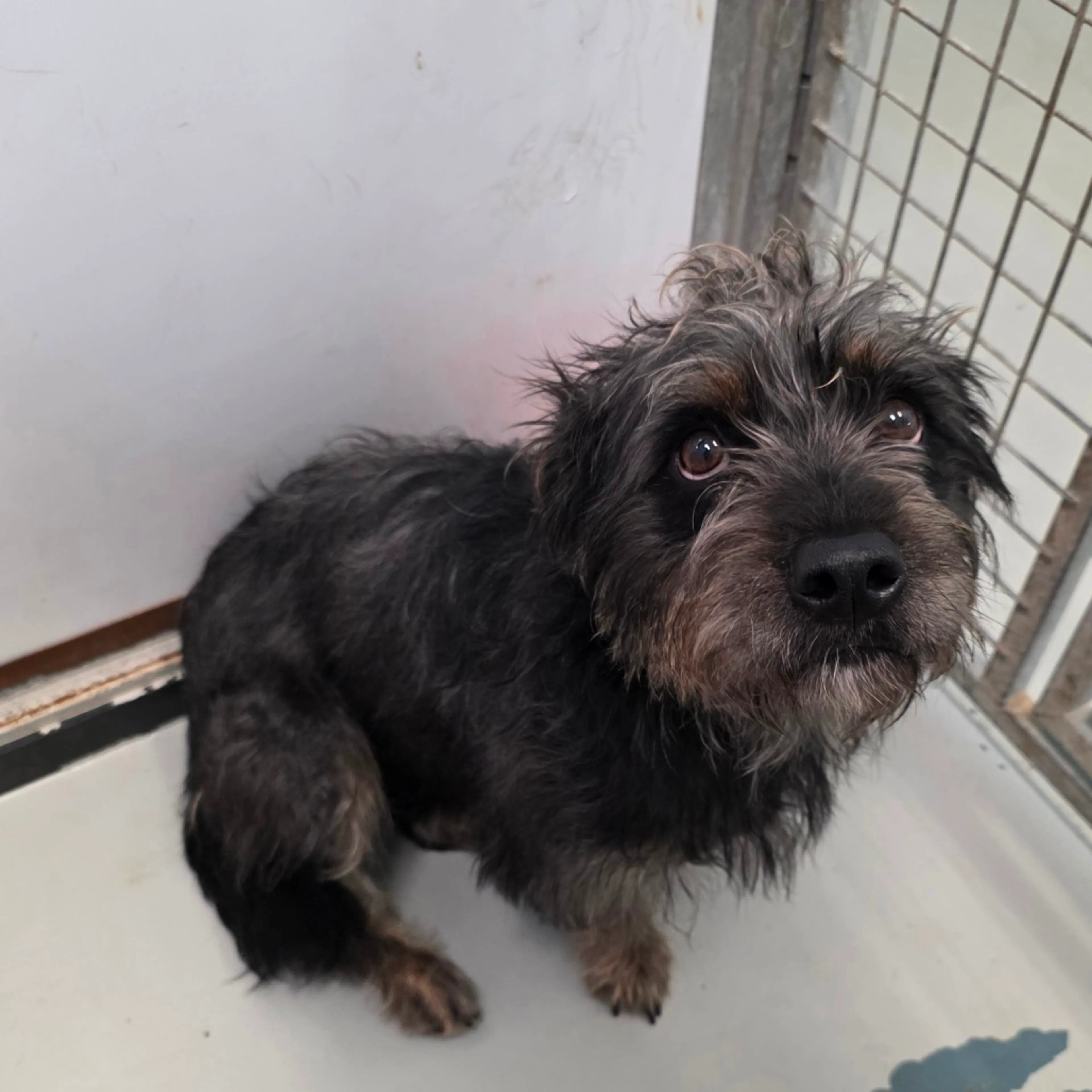 Found pet-2