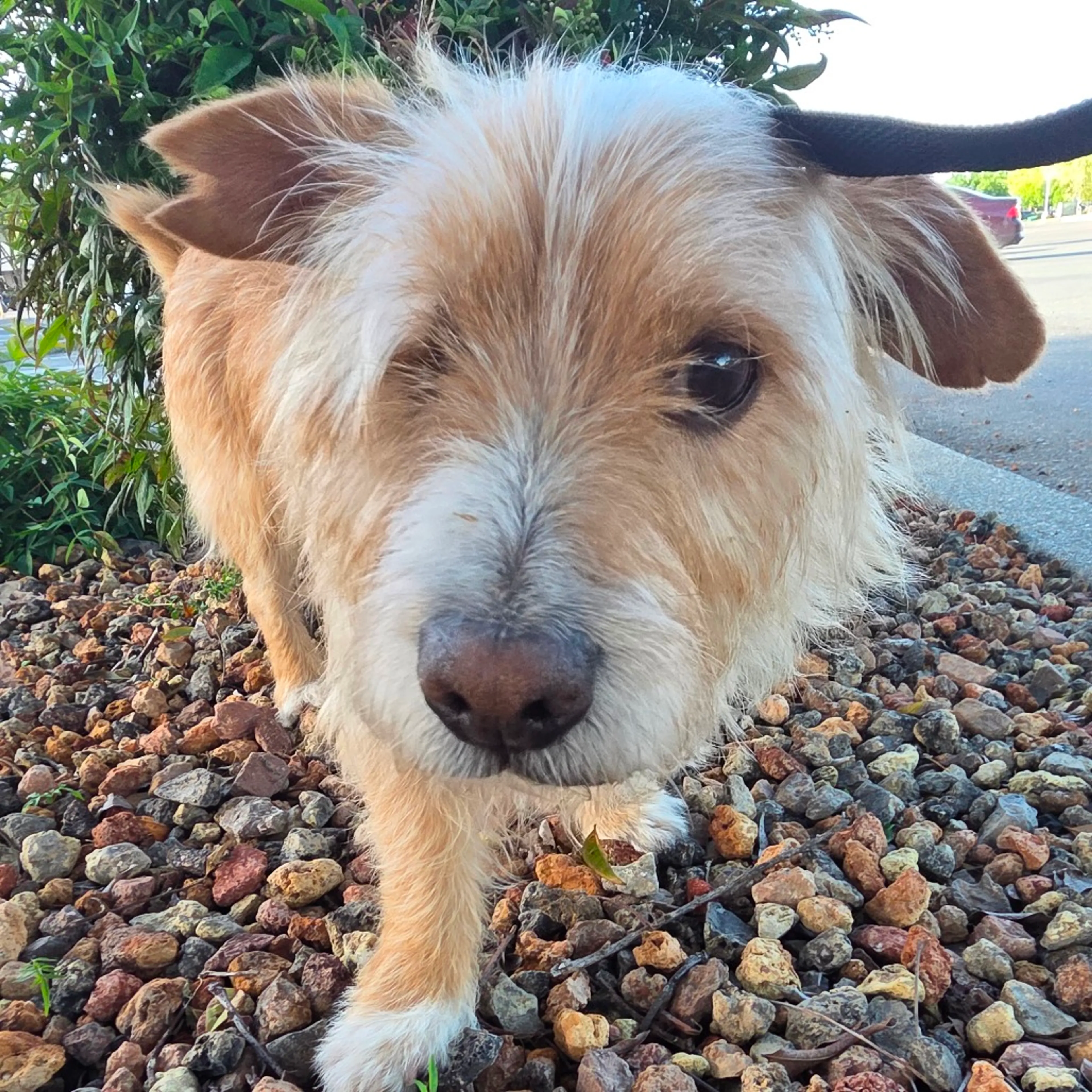 Found pet-1