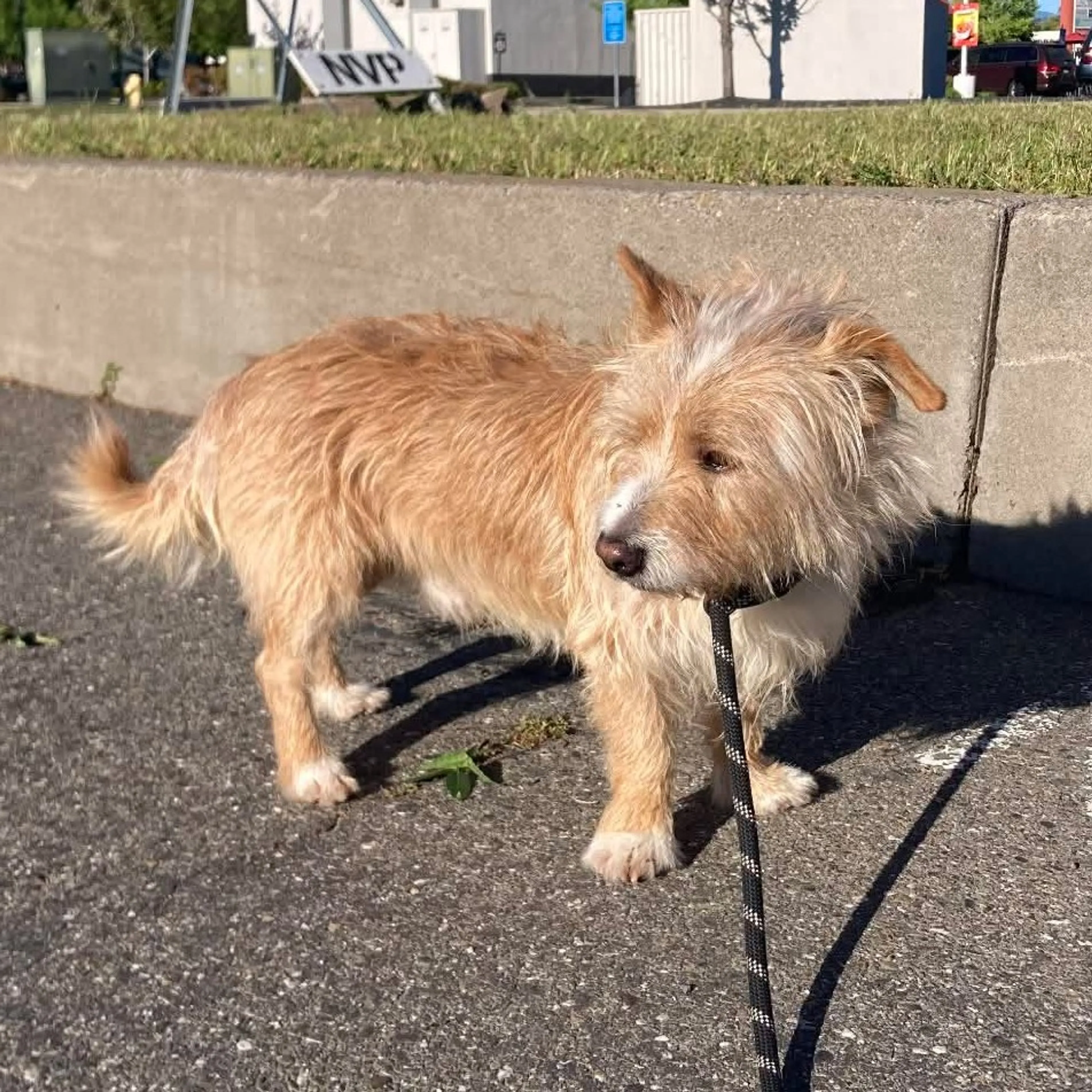 Found pet-3