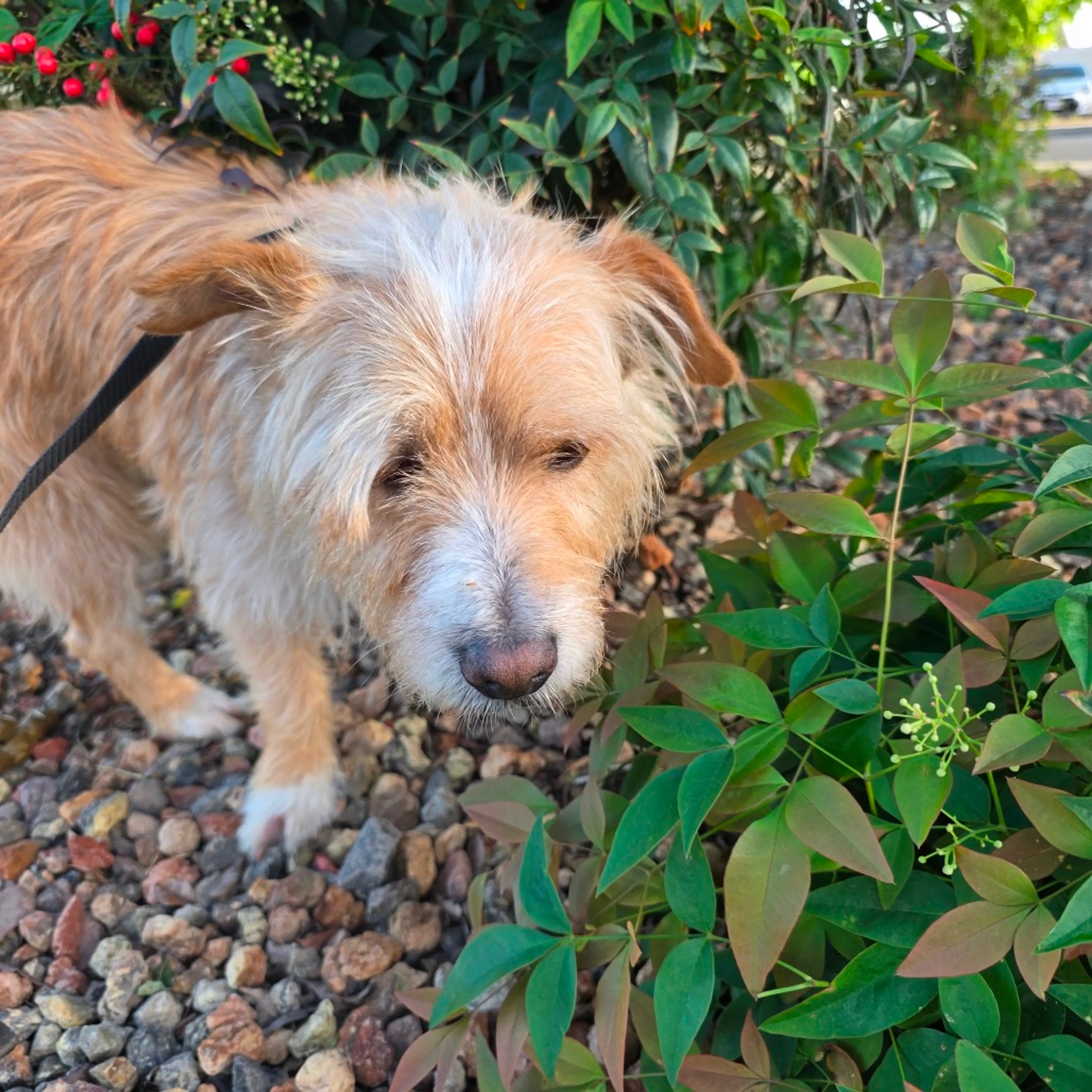 Found pet-2