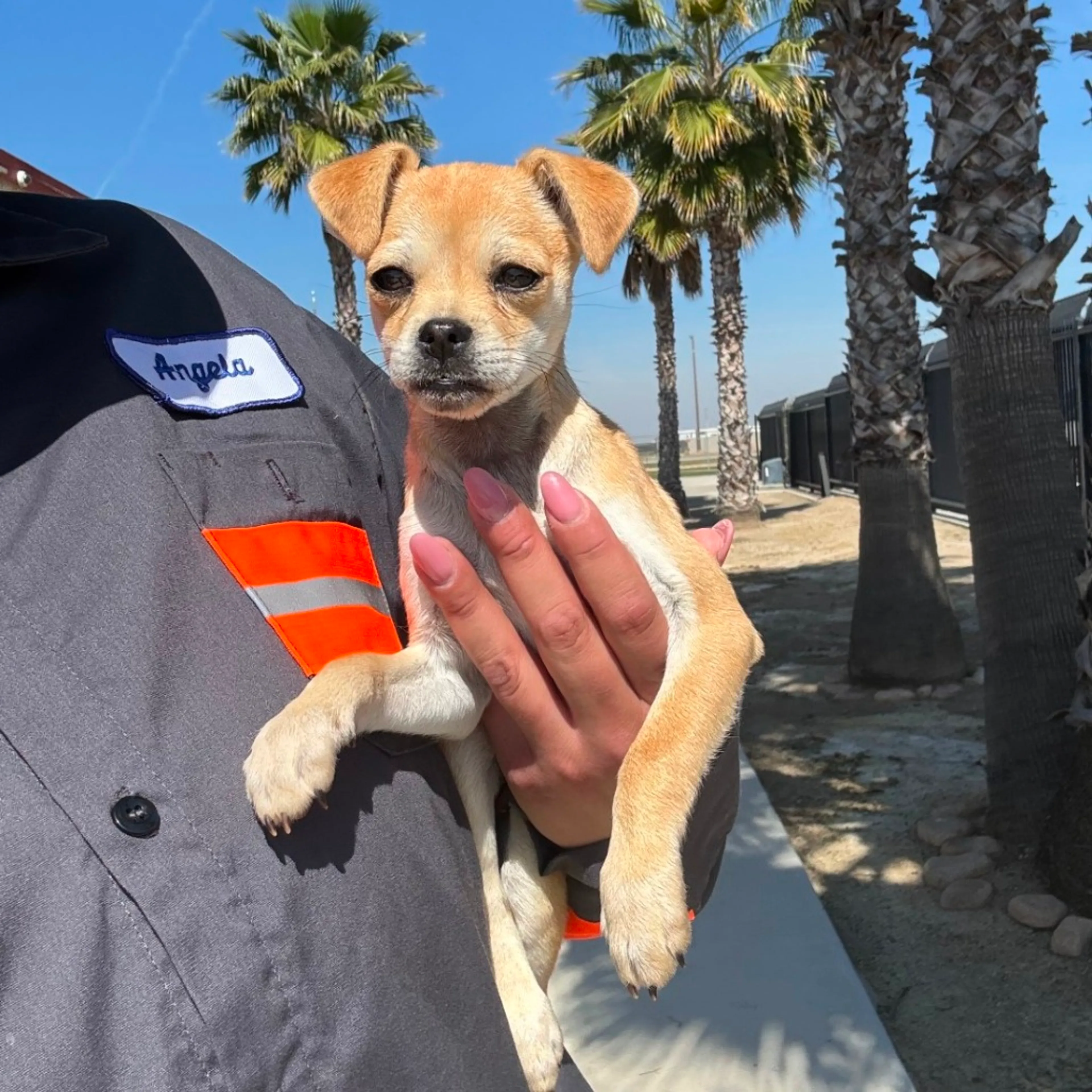 Found pet-1