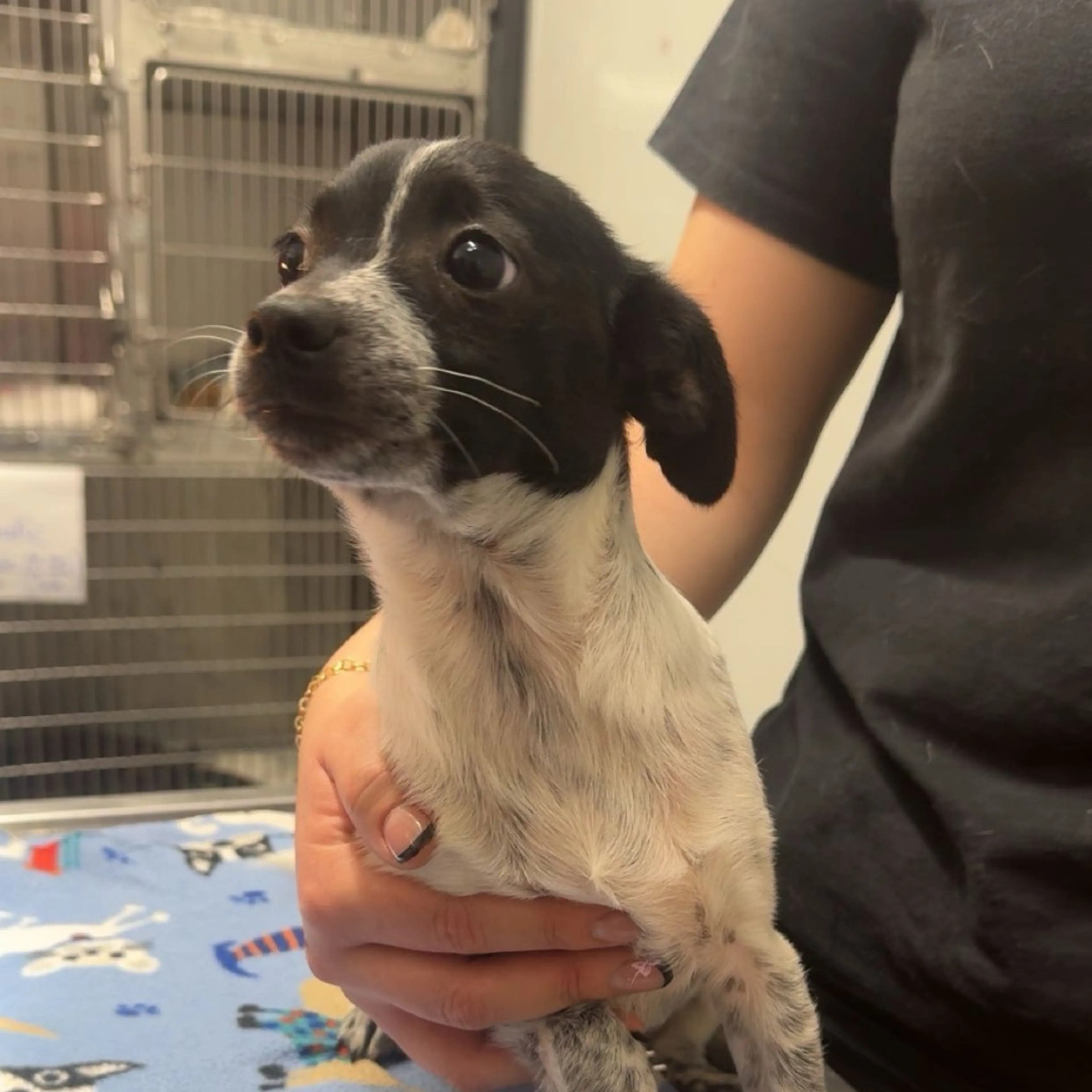 Found pet