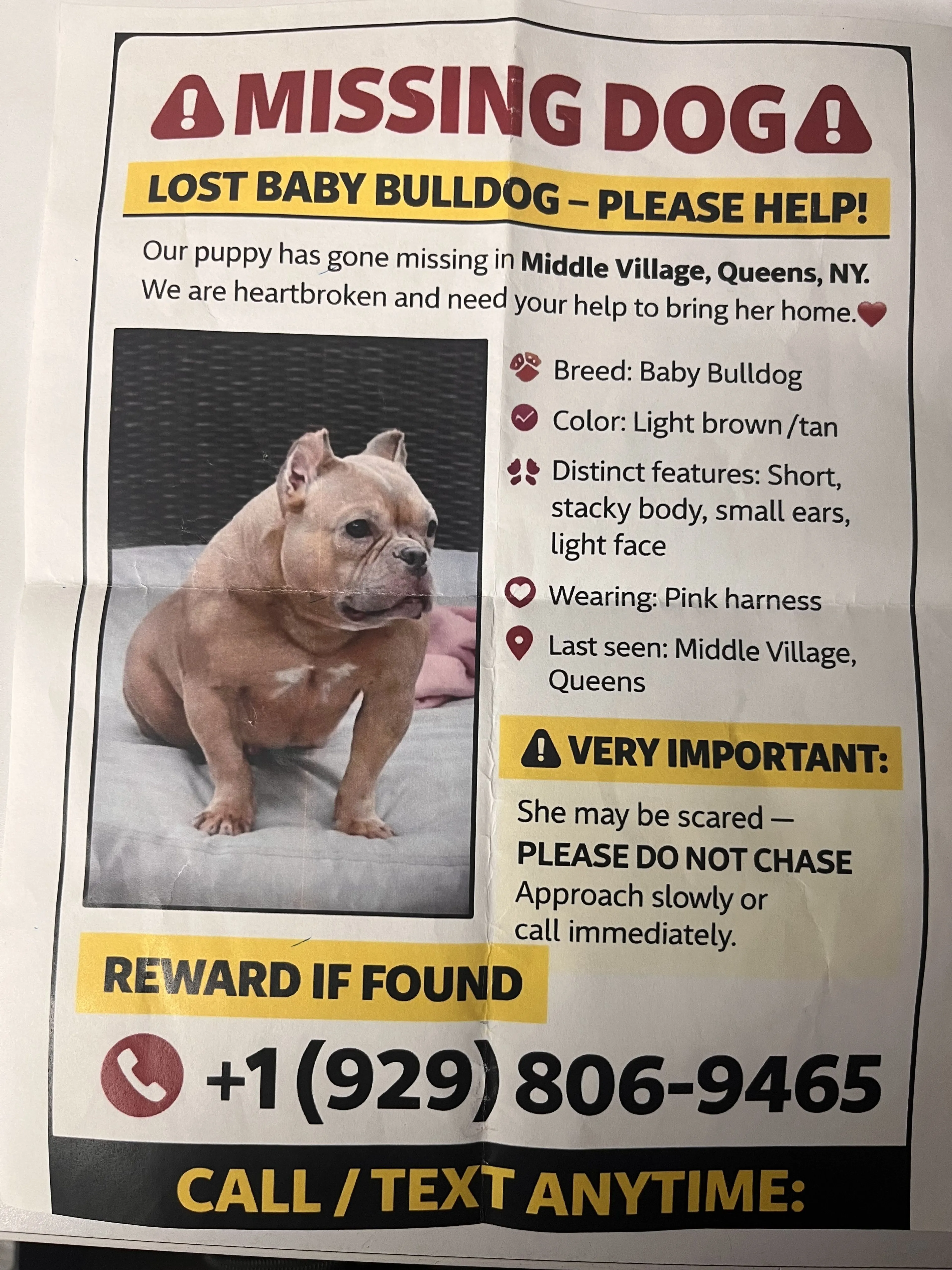 Lost pet