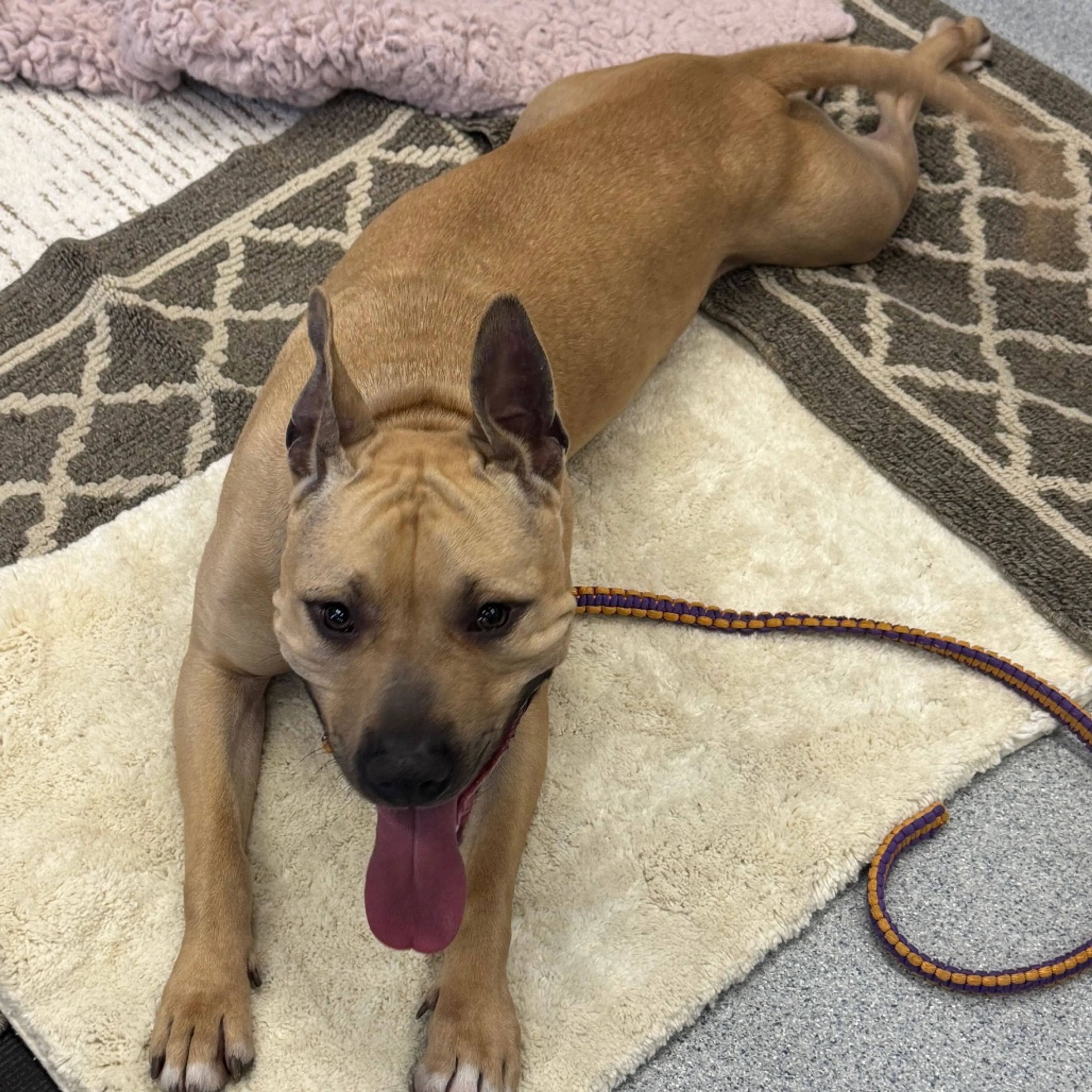 Found pet-14