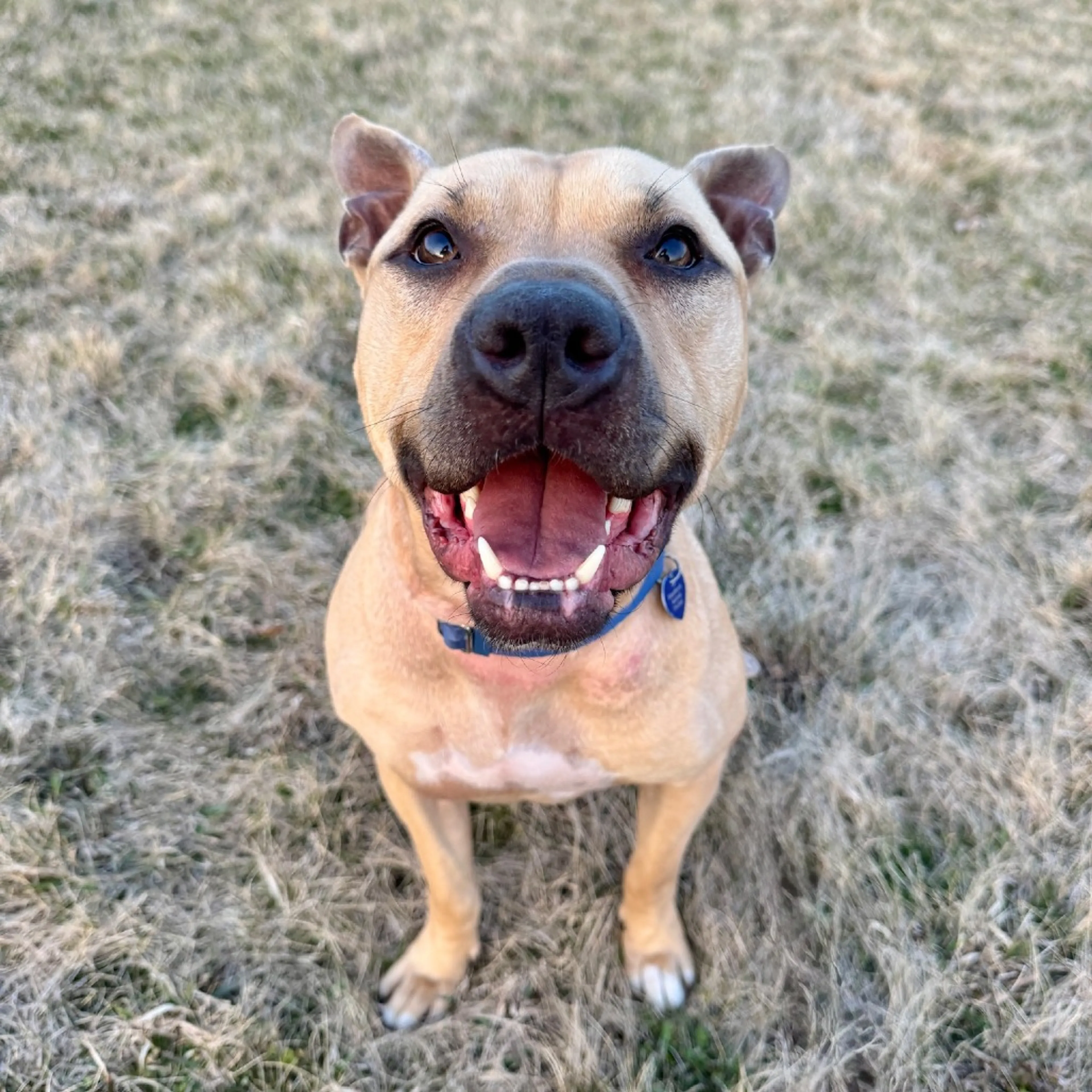 Found pet-21