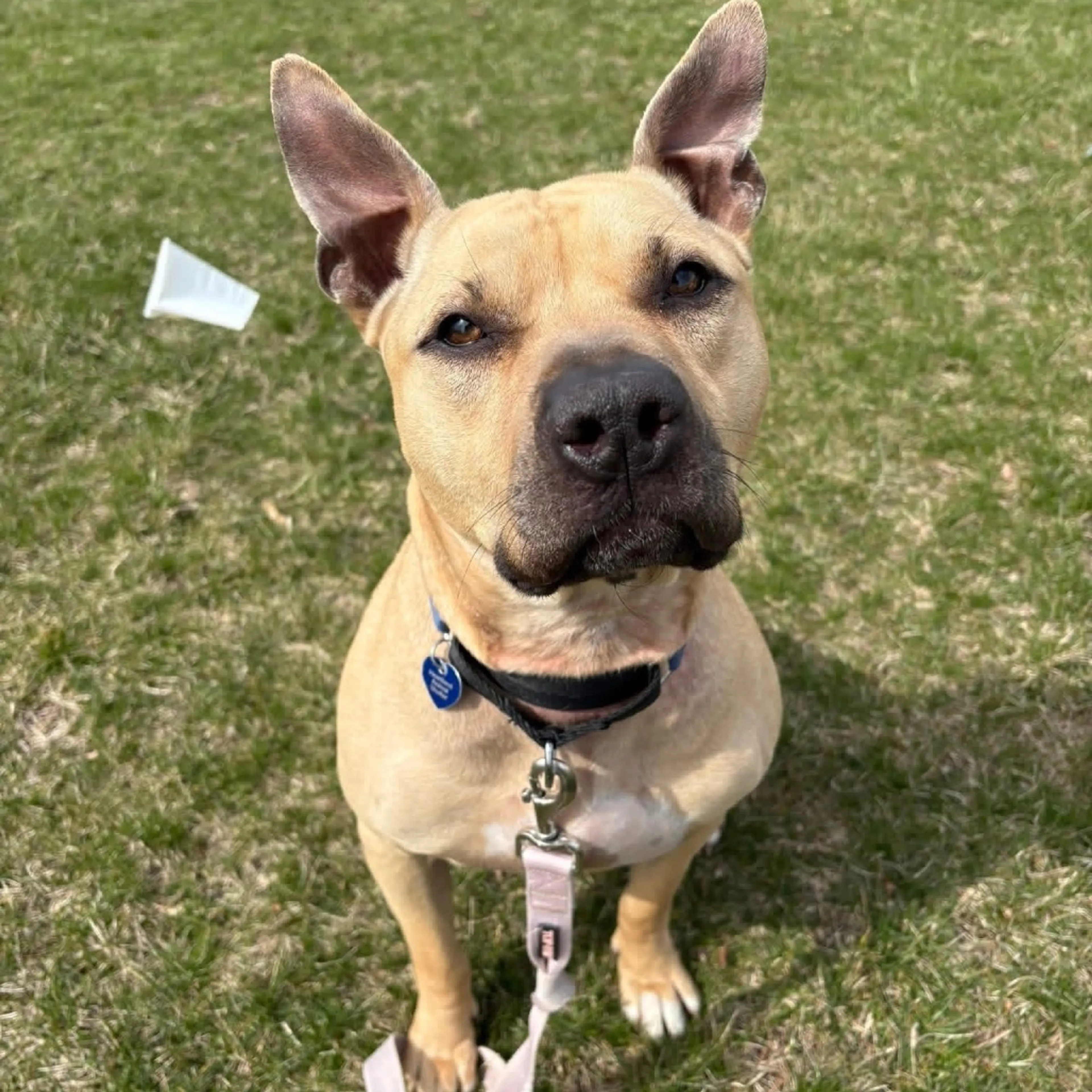 Found pet-25