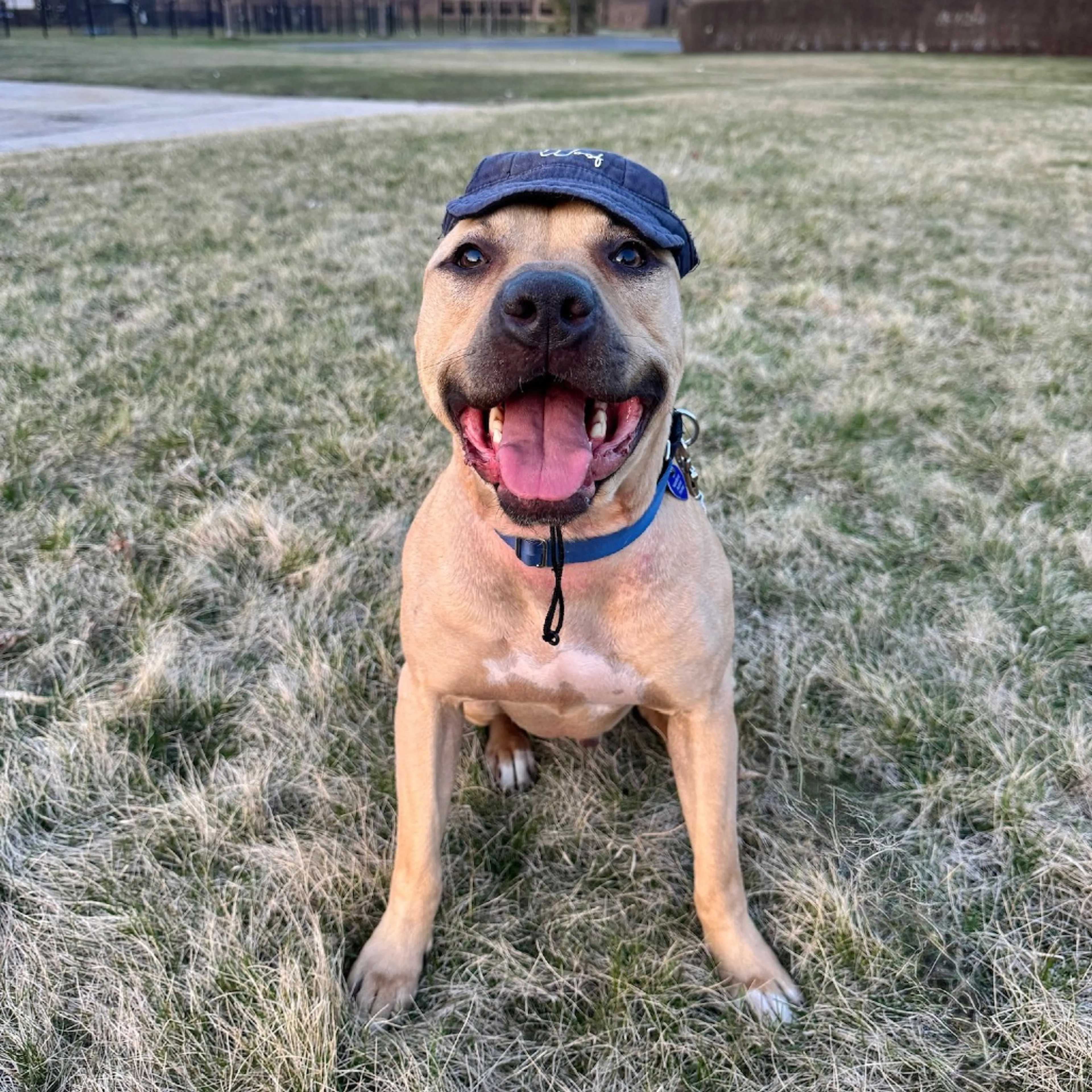 Found pet-19