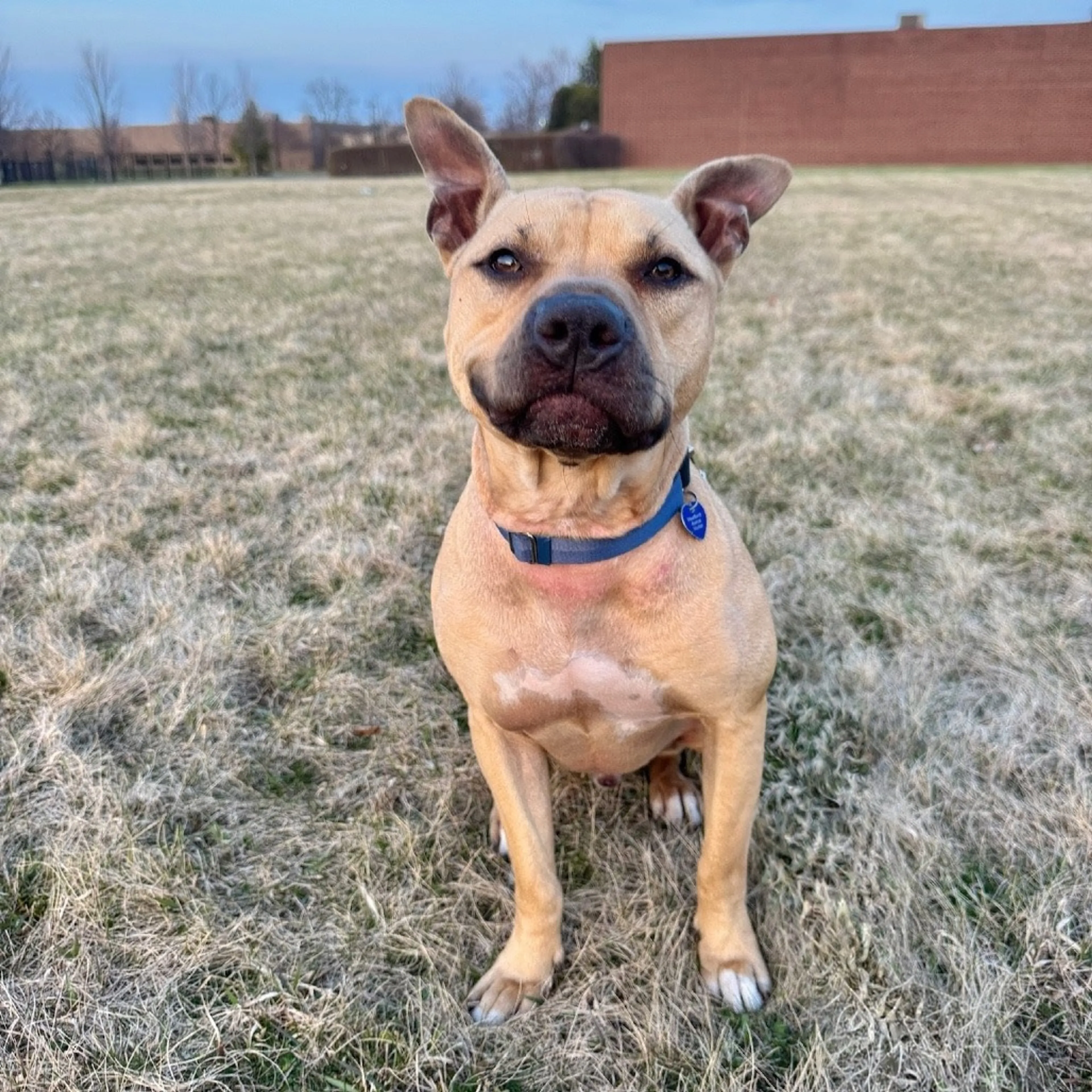 Found pet-20