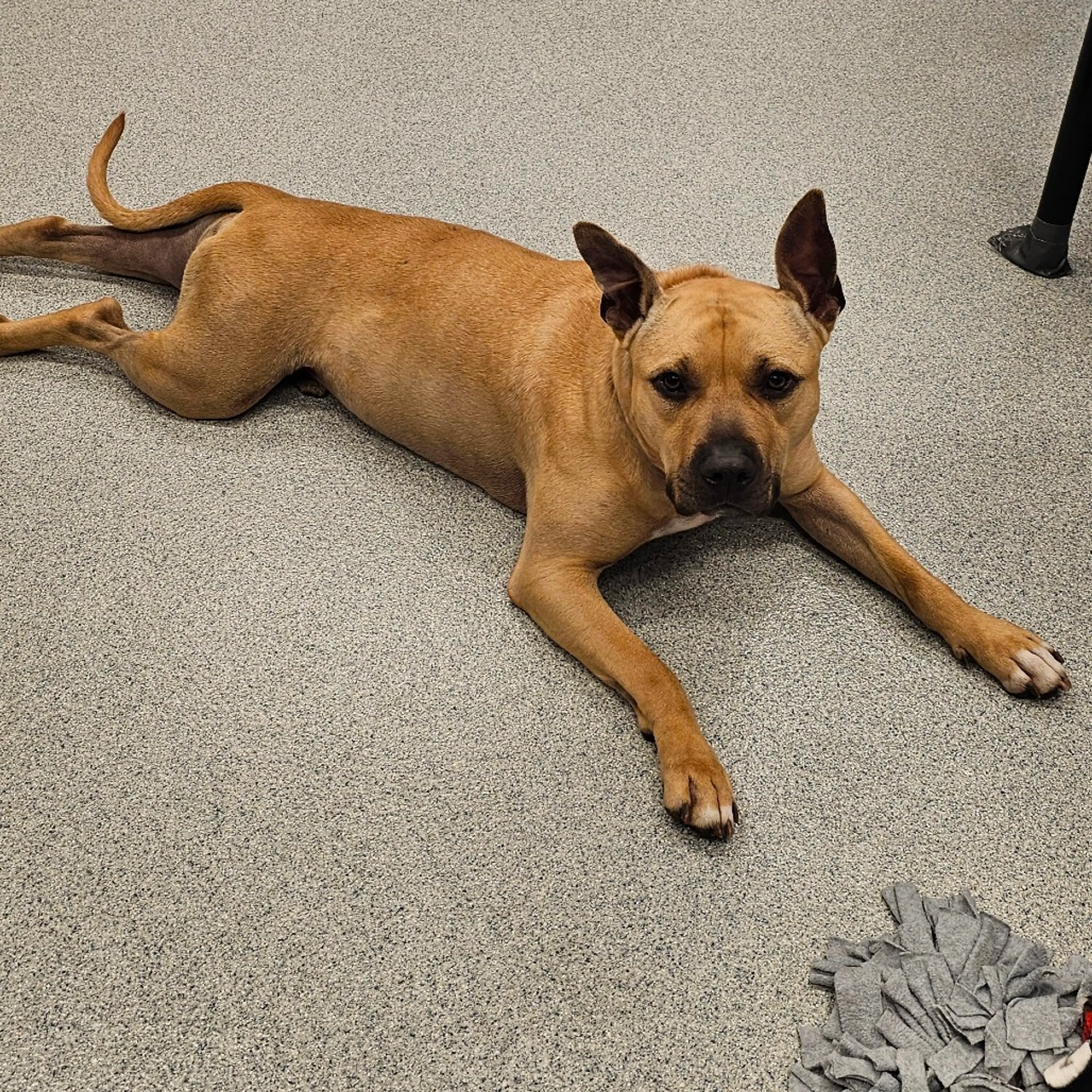 Found pet-26