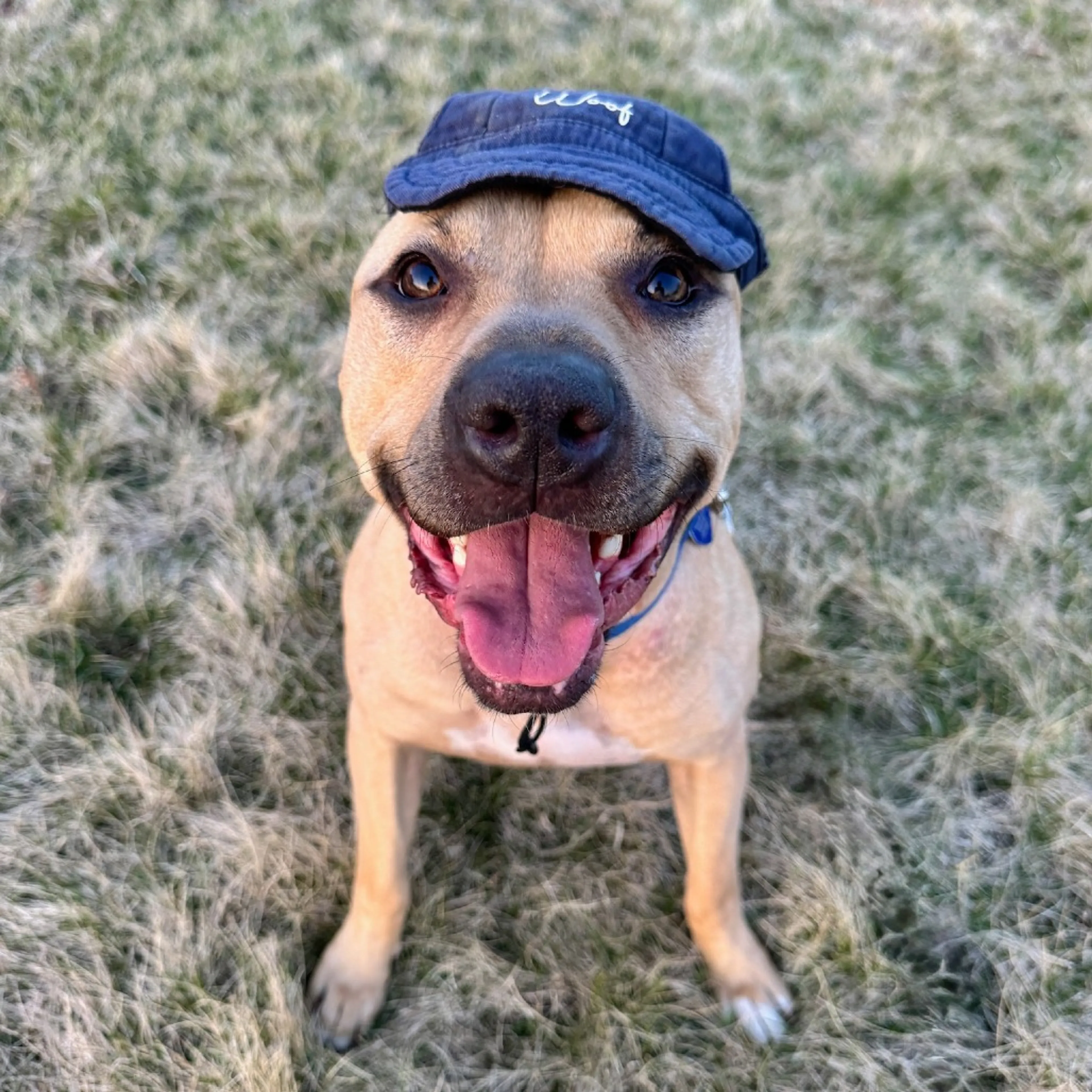 Found pet-18