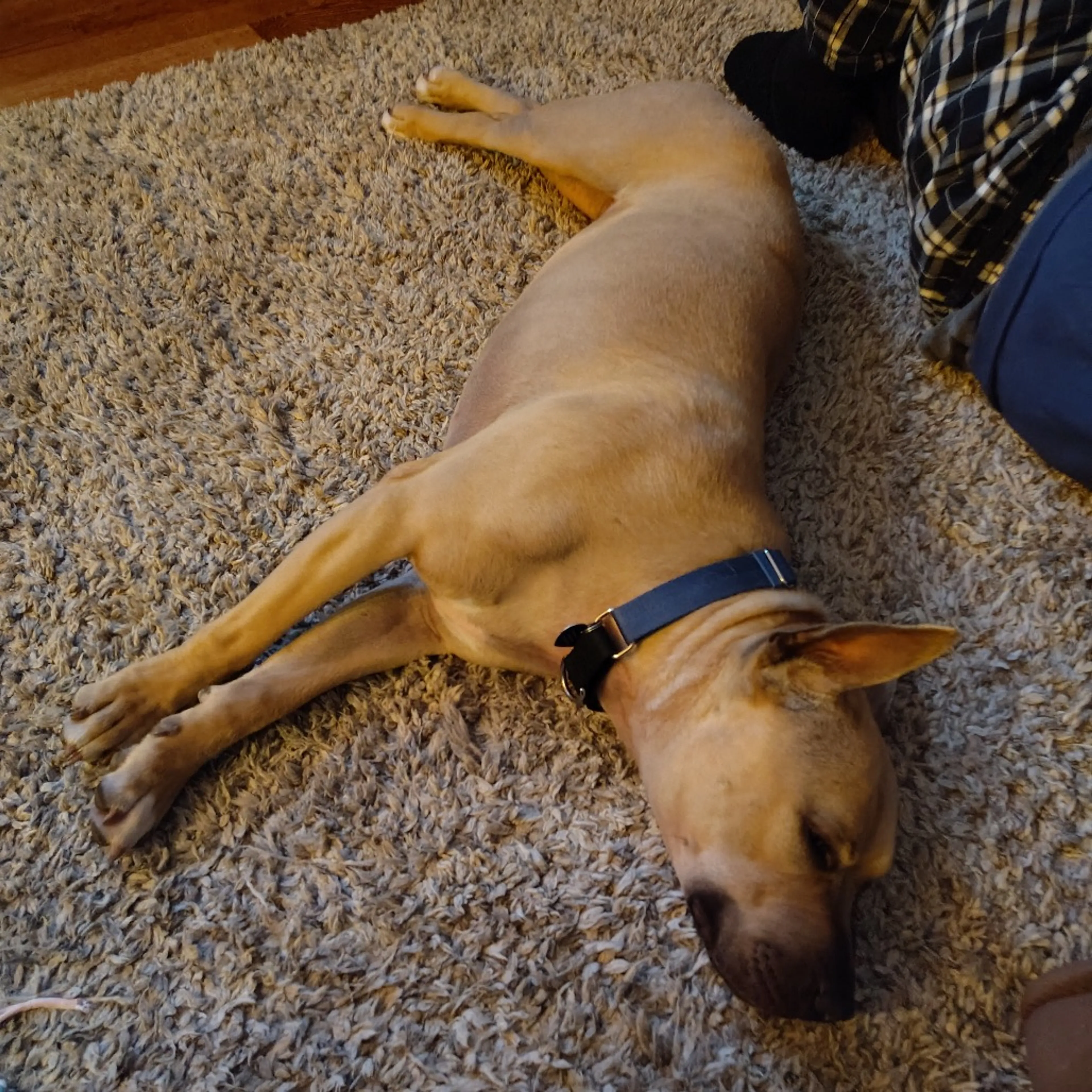 Found pet-30