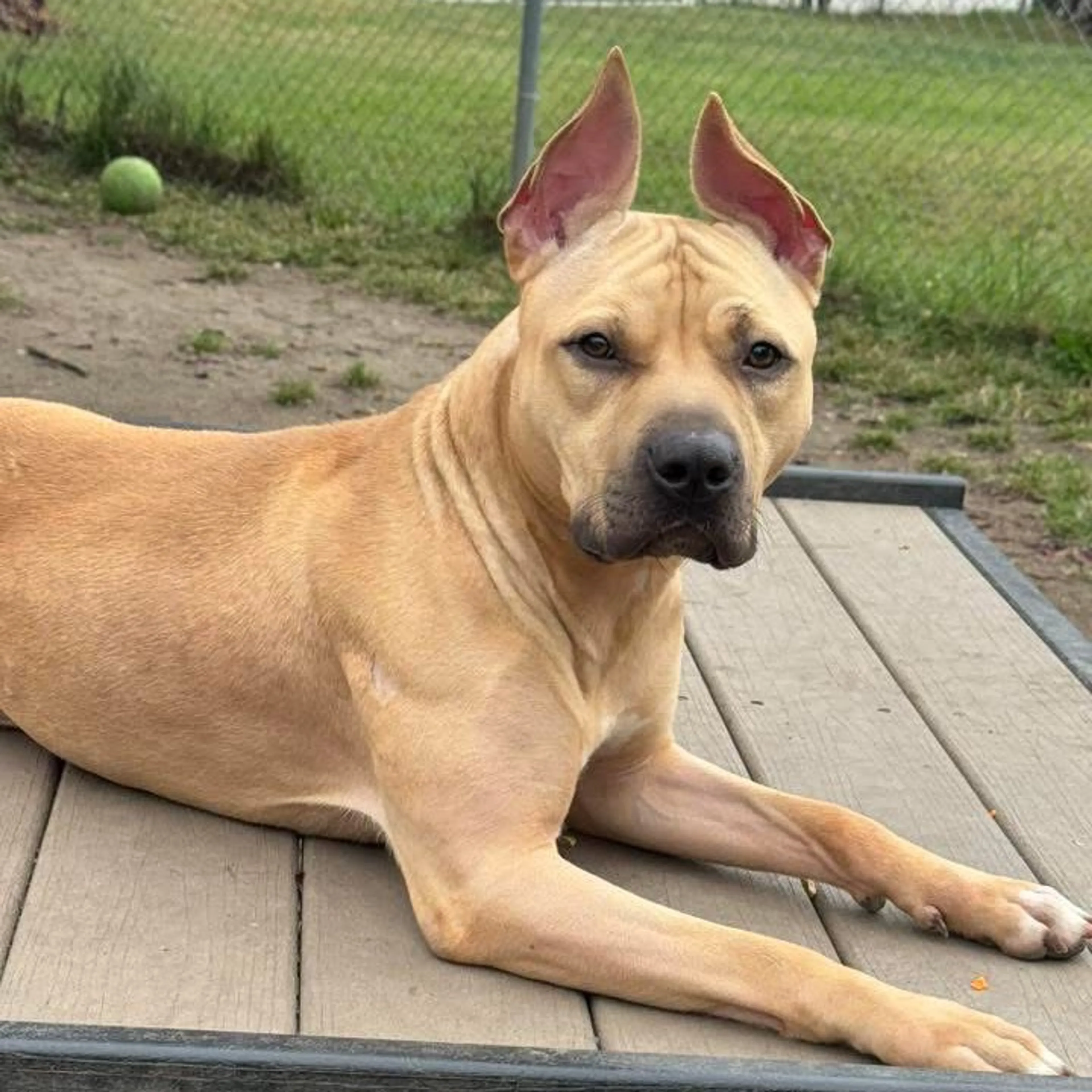 Found pet-9