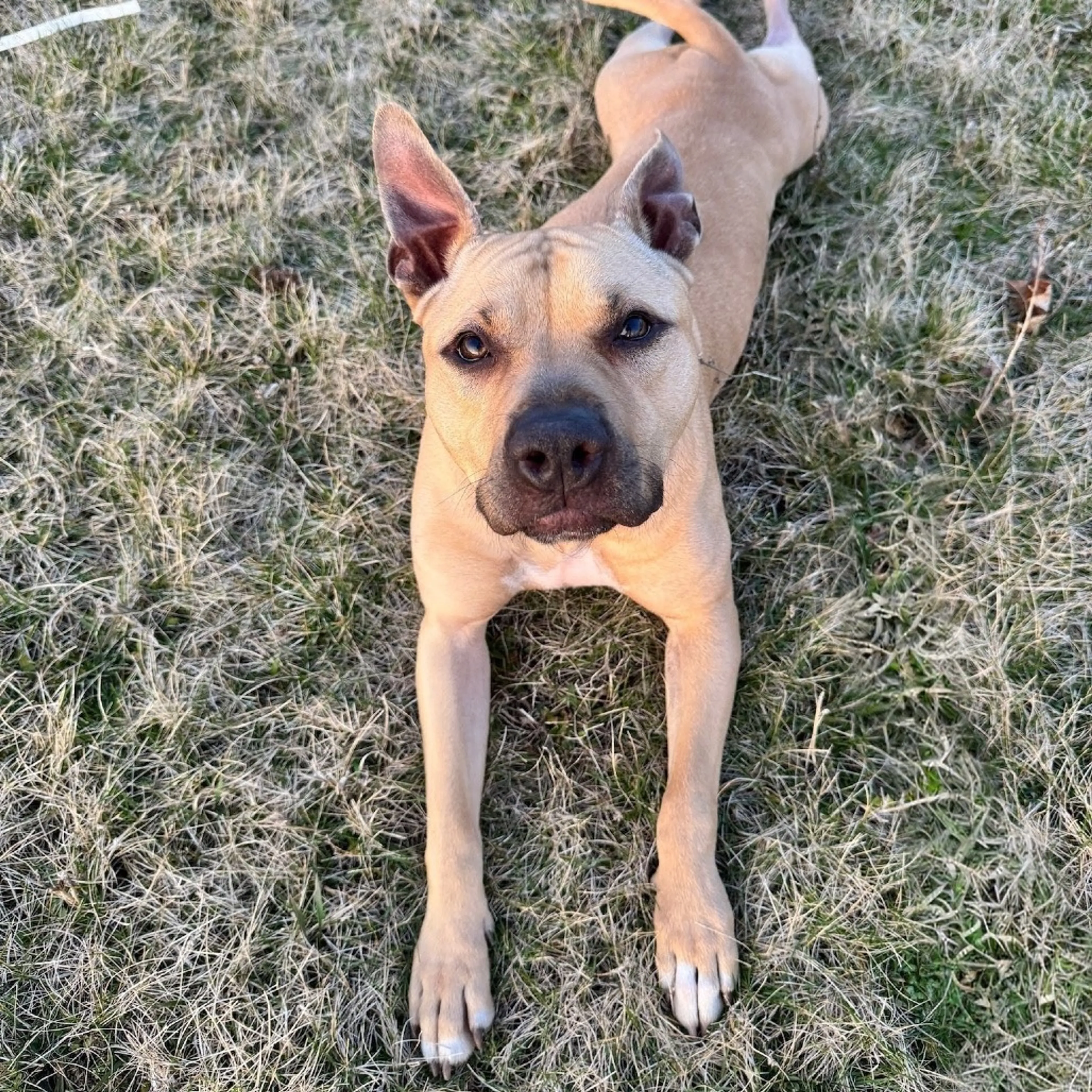 Found pet-24