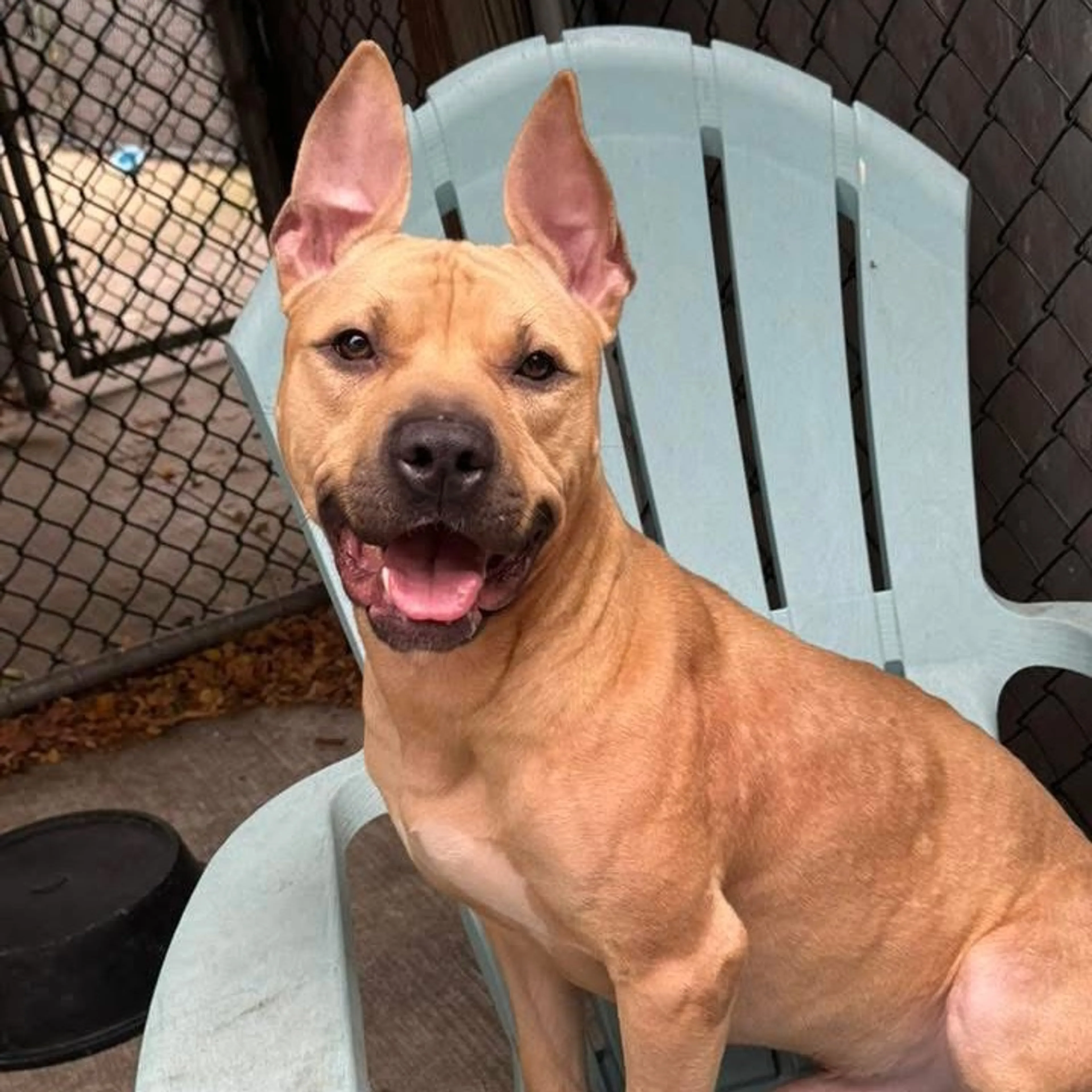 Found pet-8