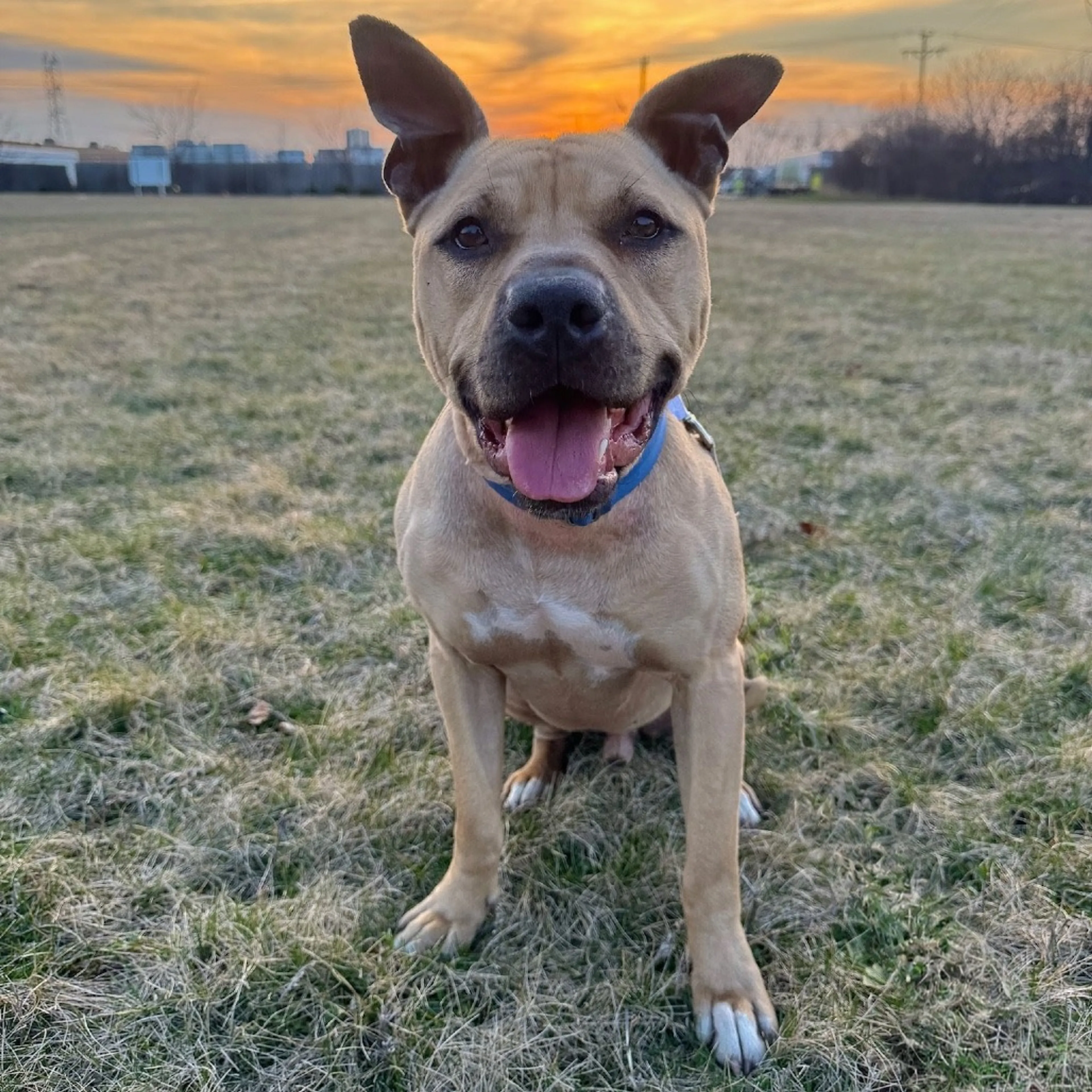 Found pet-23