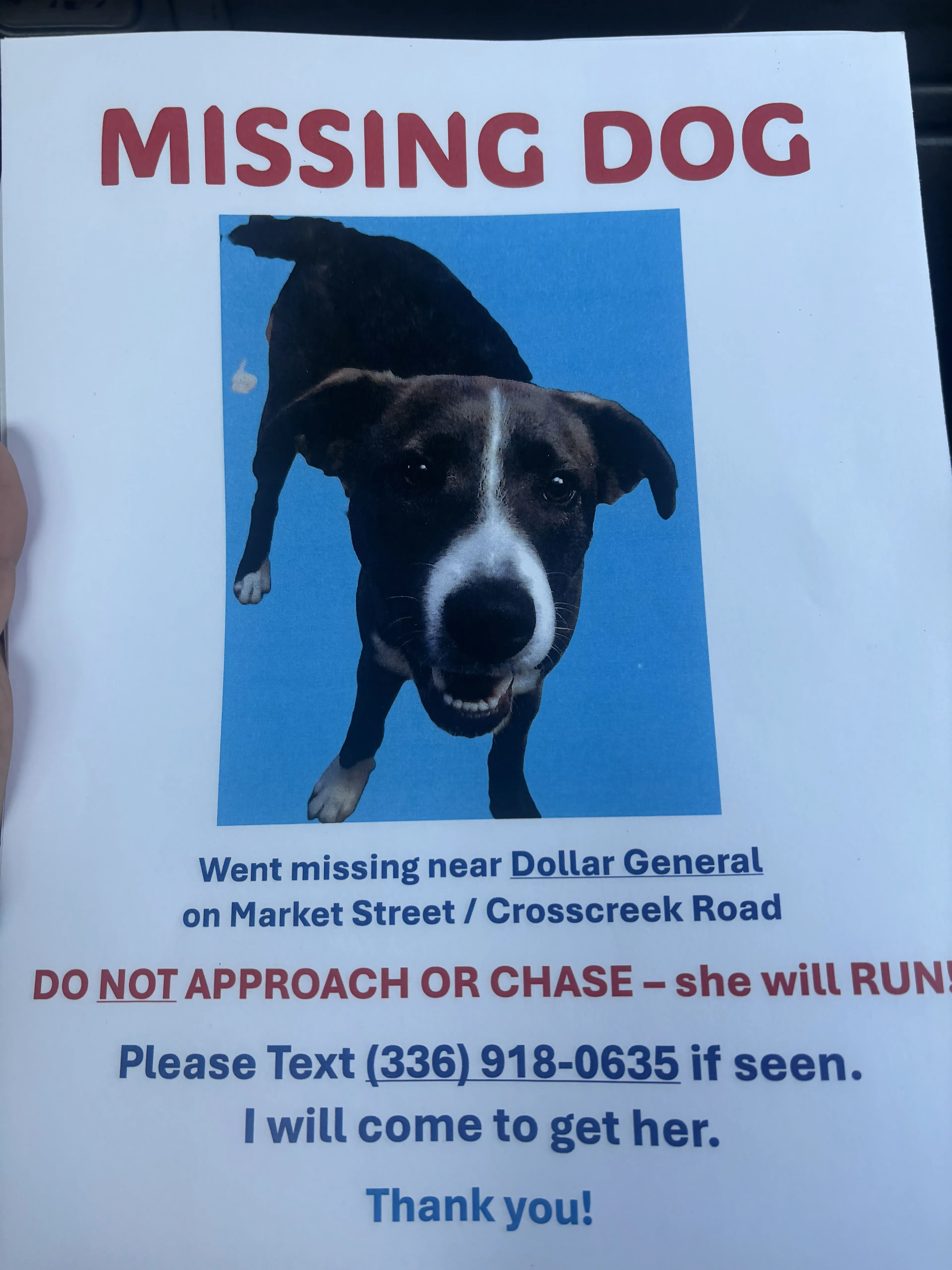 Lost pet