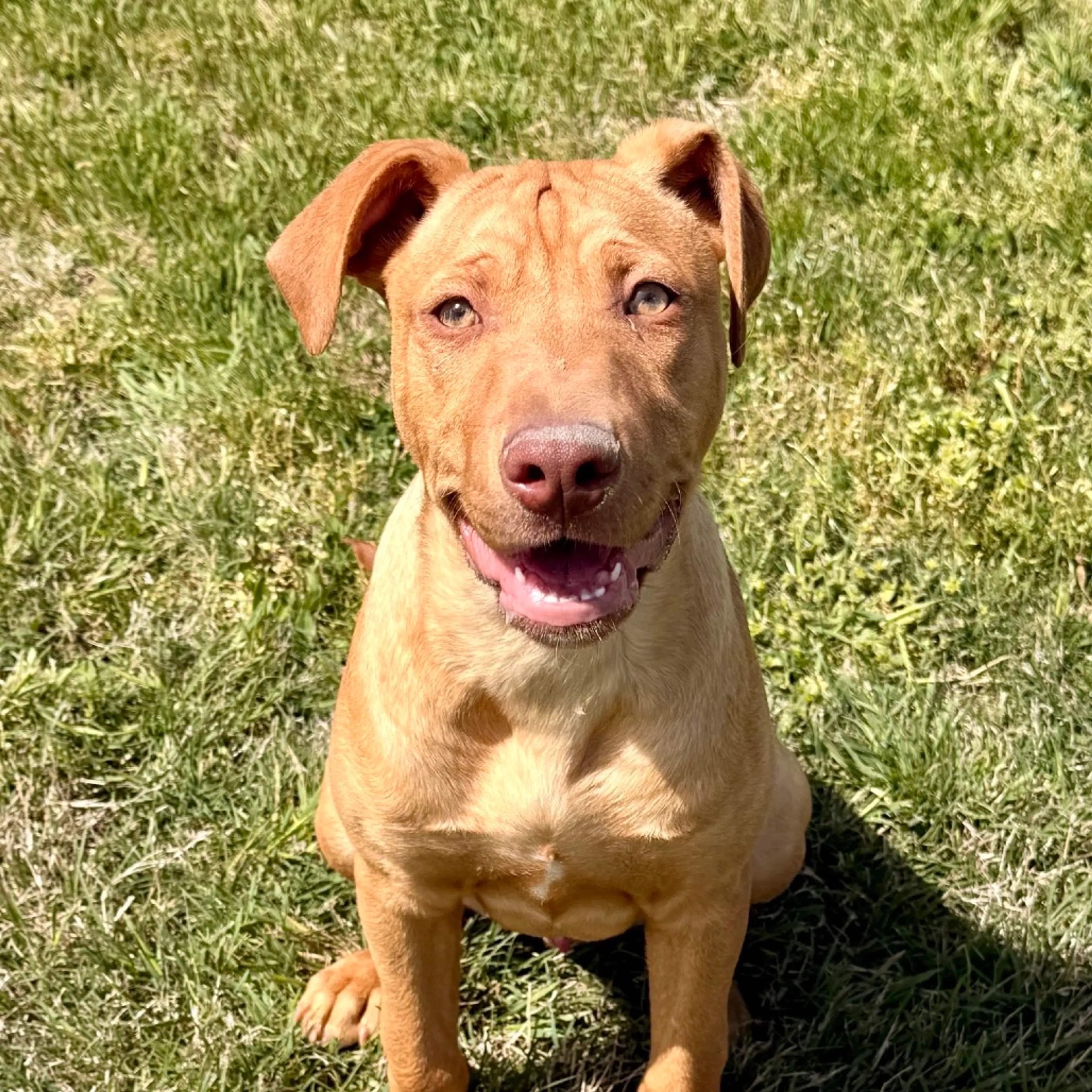 Found pet