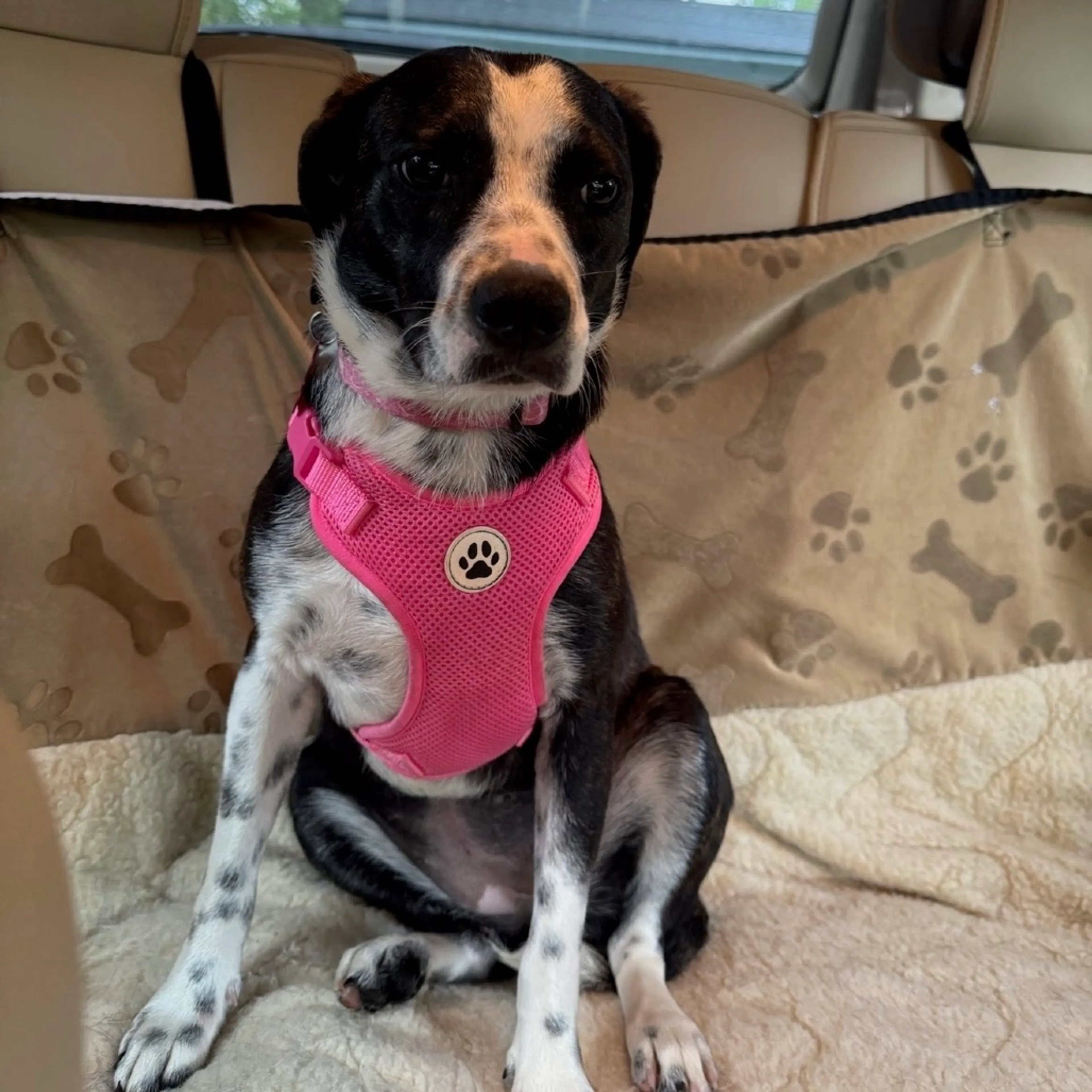 Found pet-1