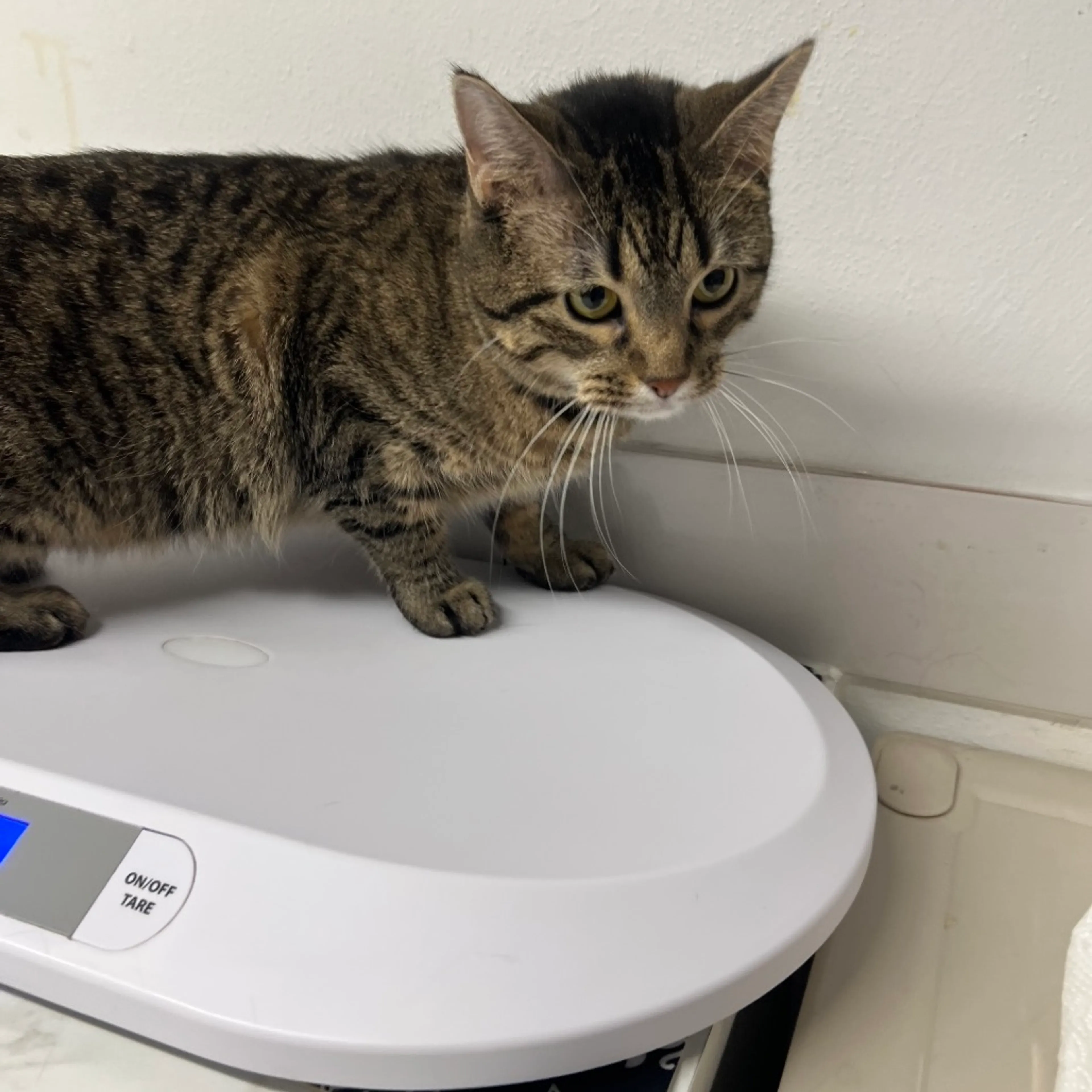 Found pet-1