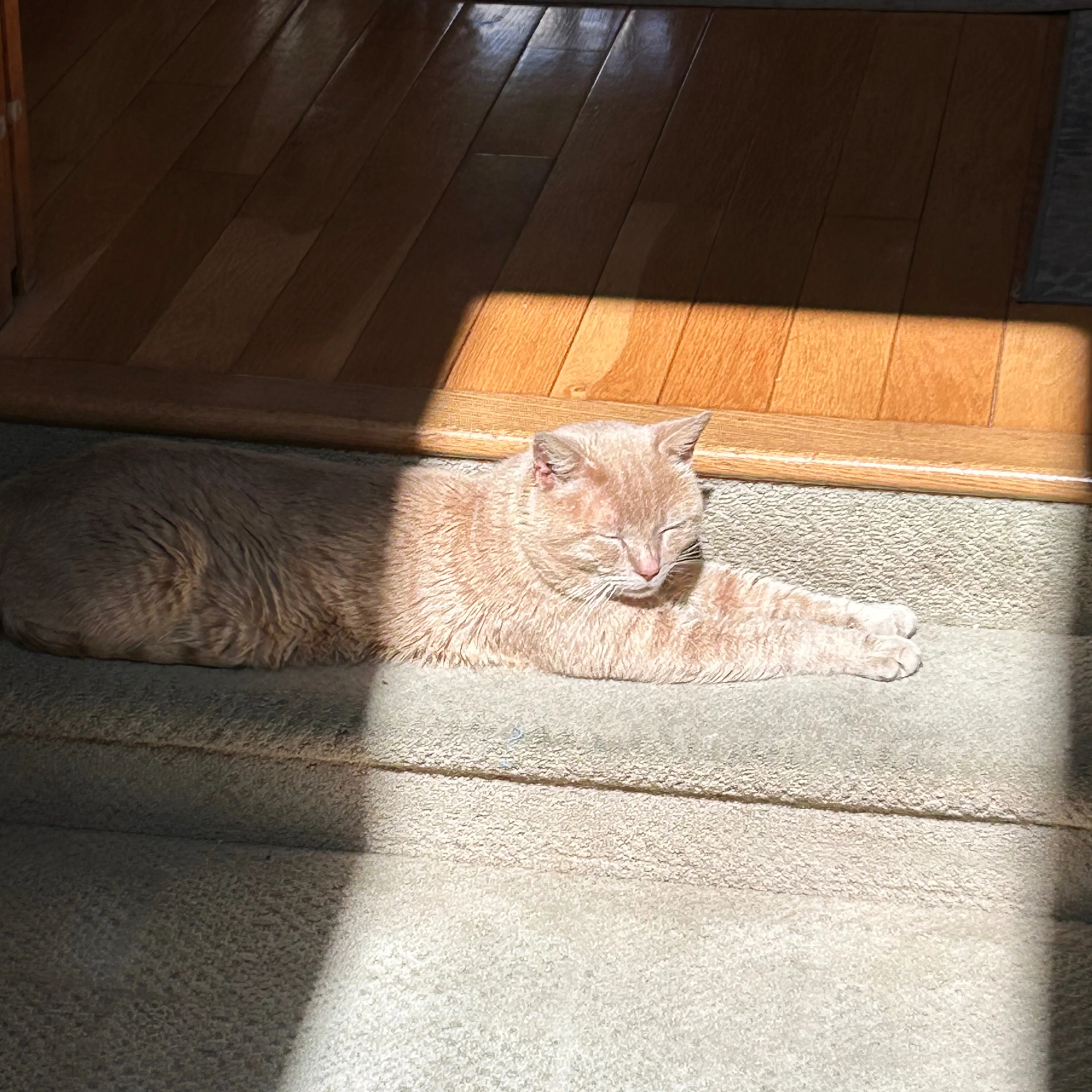 Lost pet-2