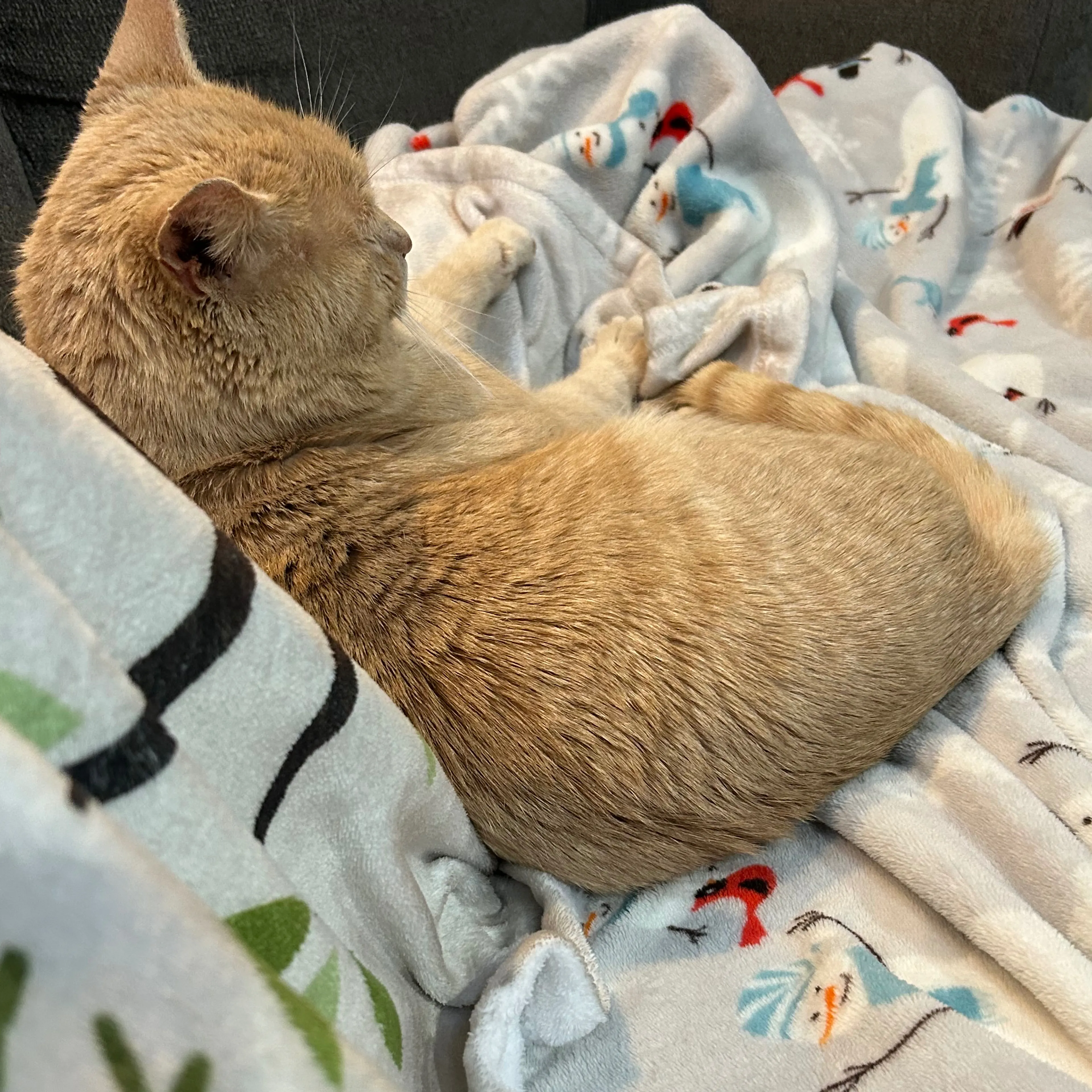 Lost pet-1