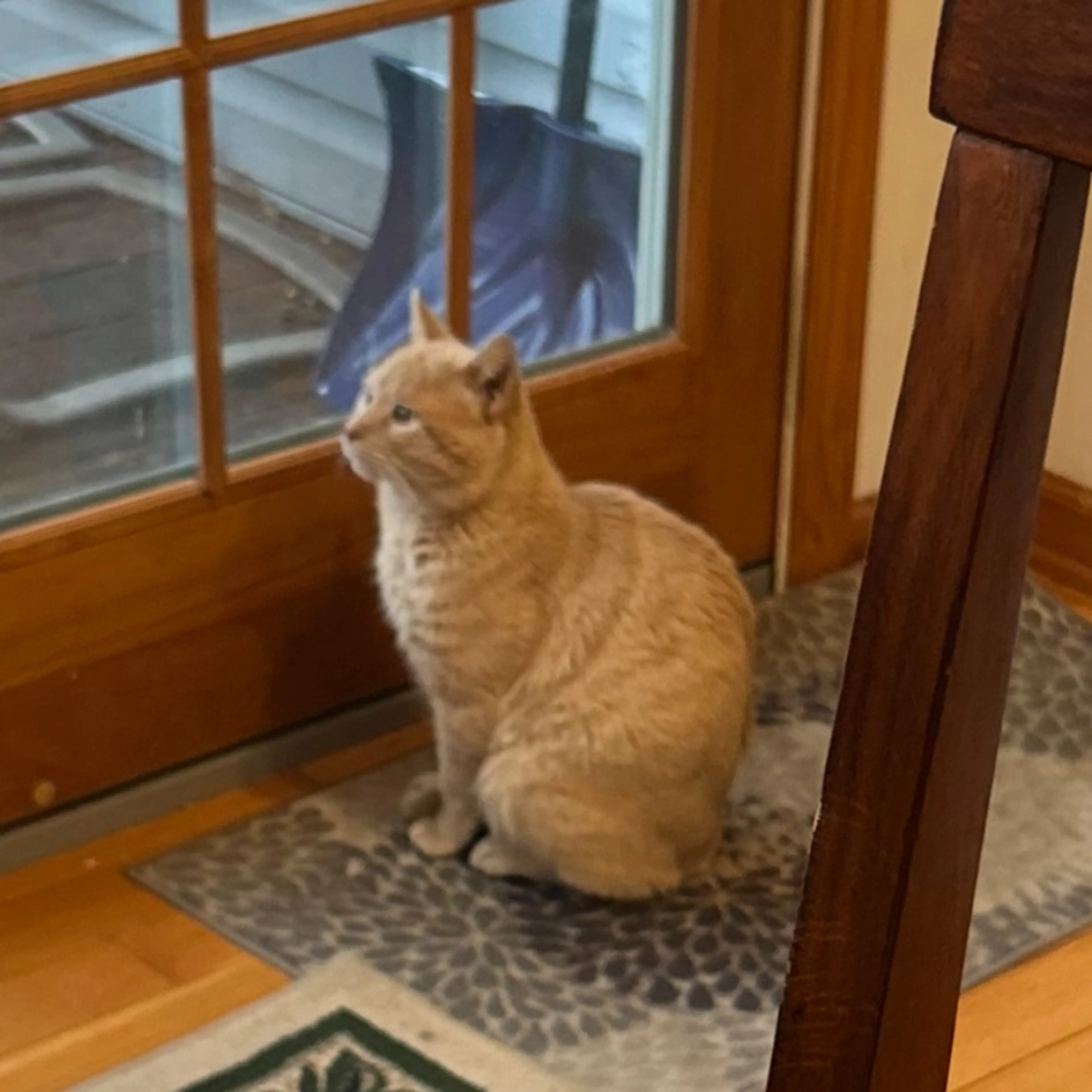 Lost pet-0