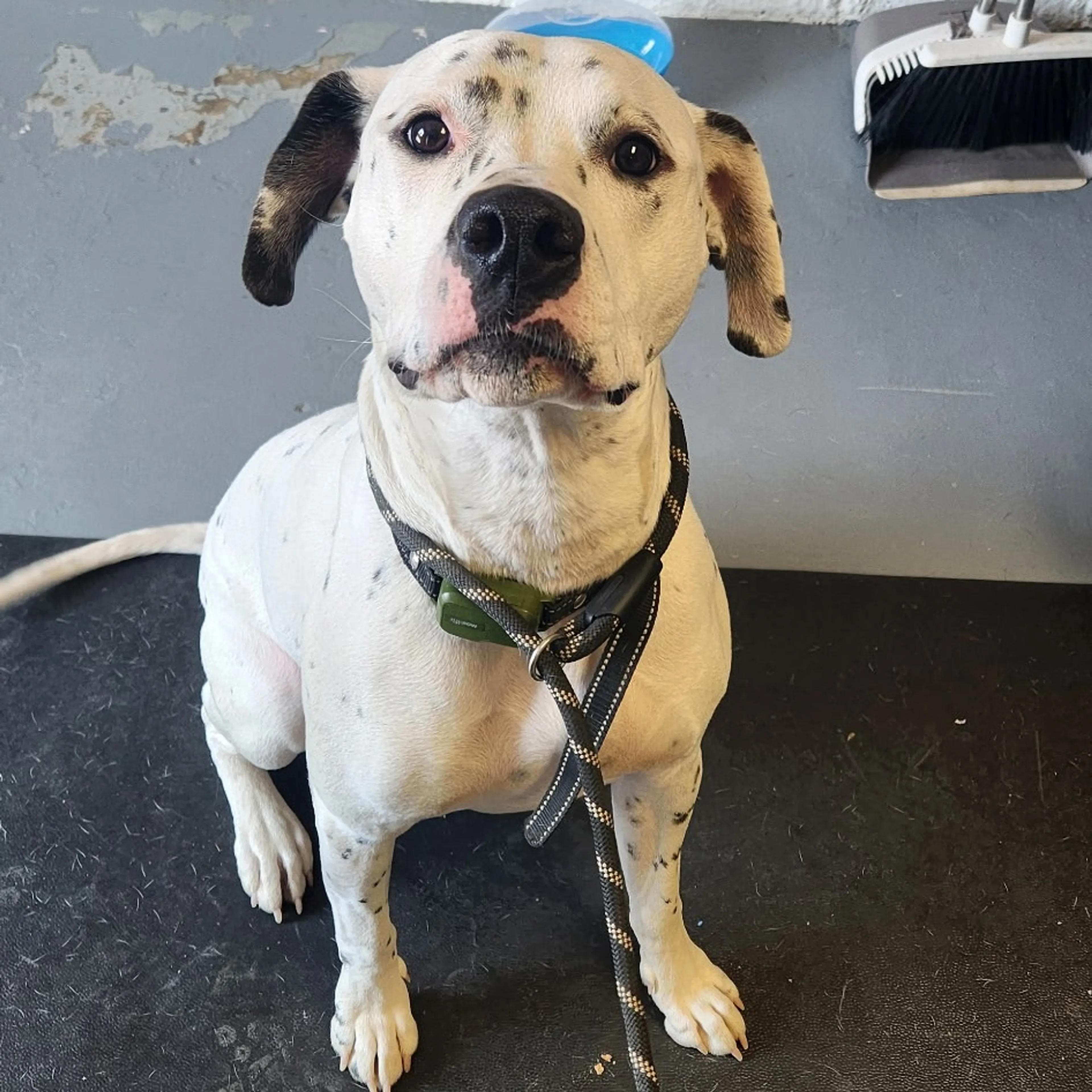 Found pet-1