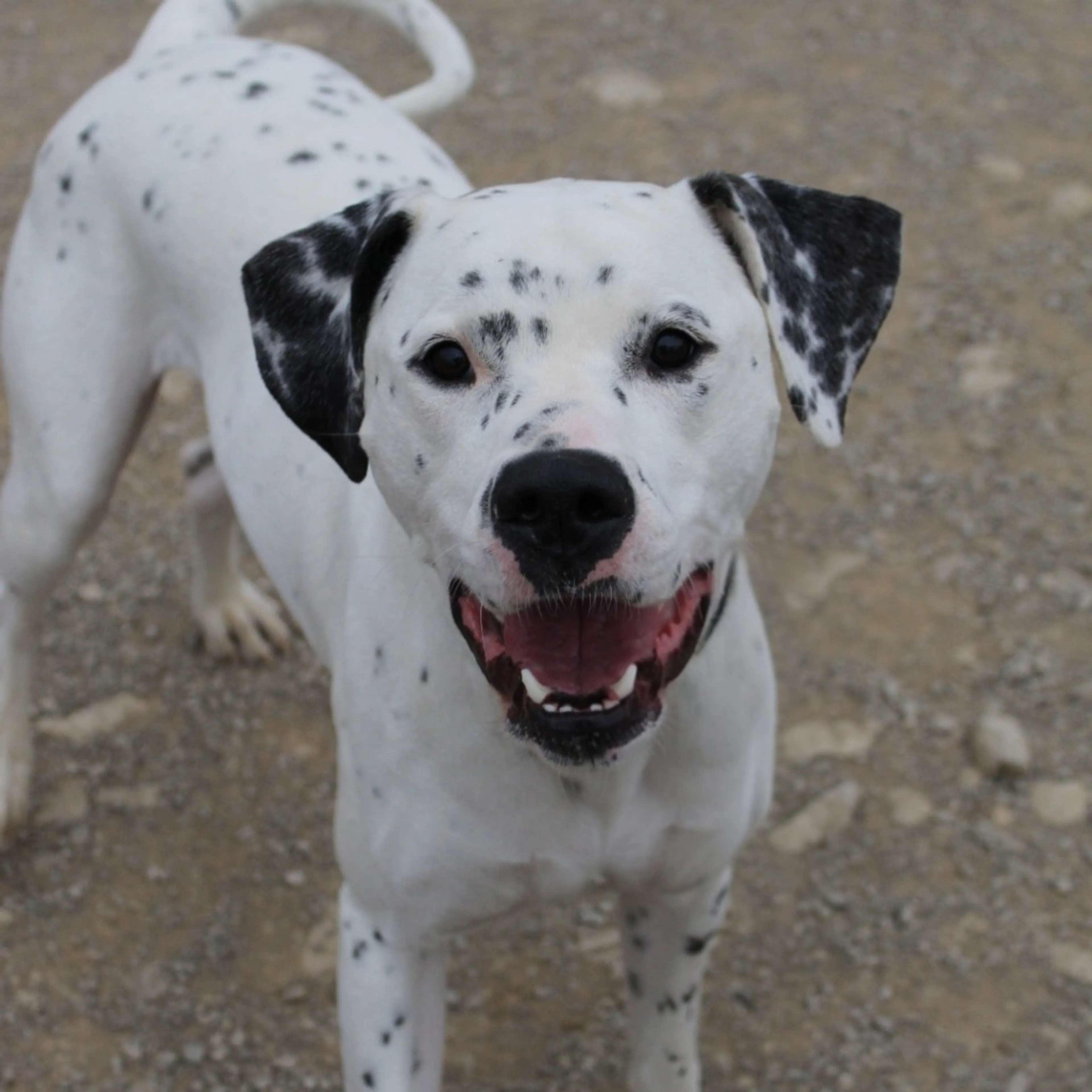 Found pet-2