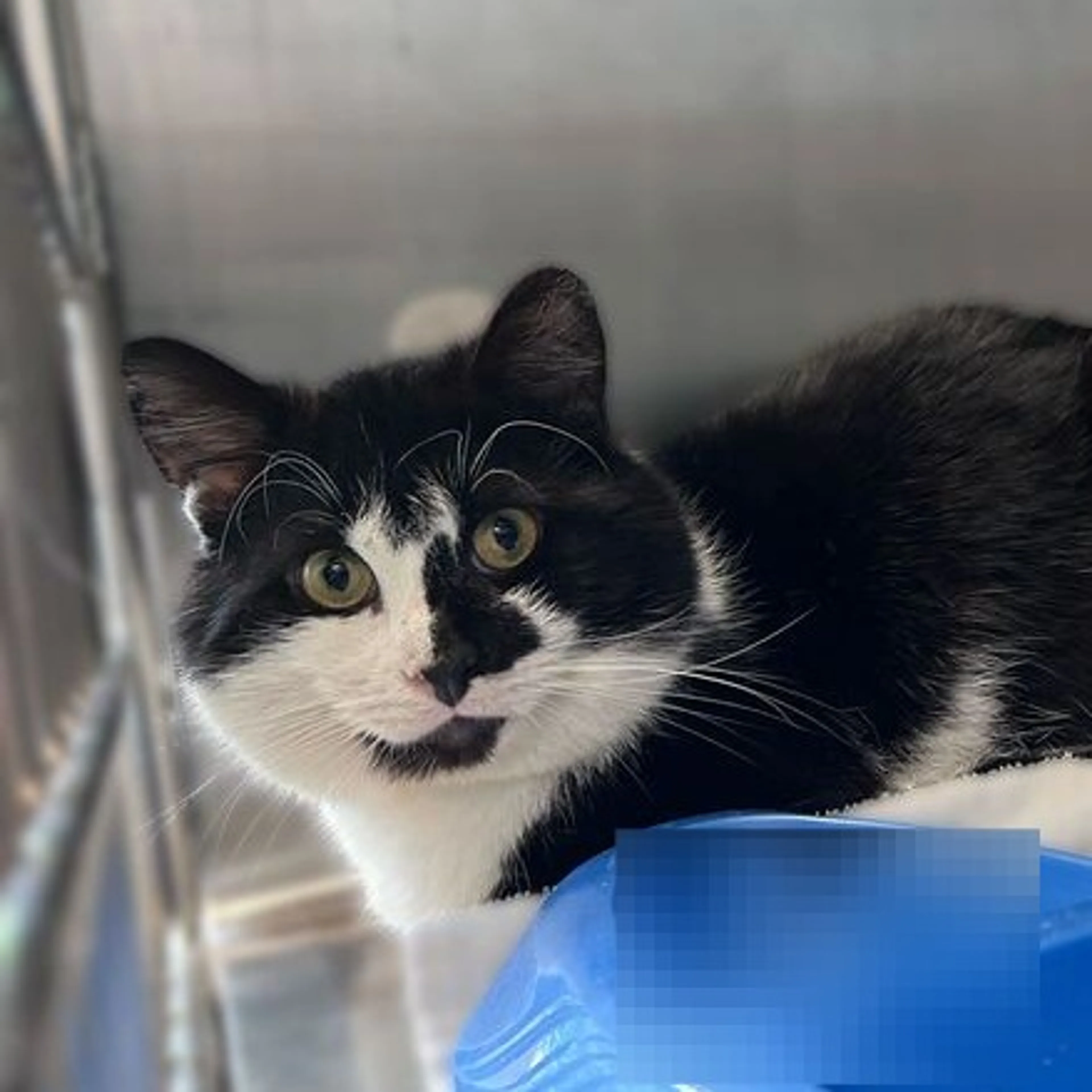 Found pet