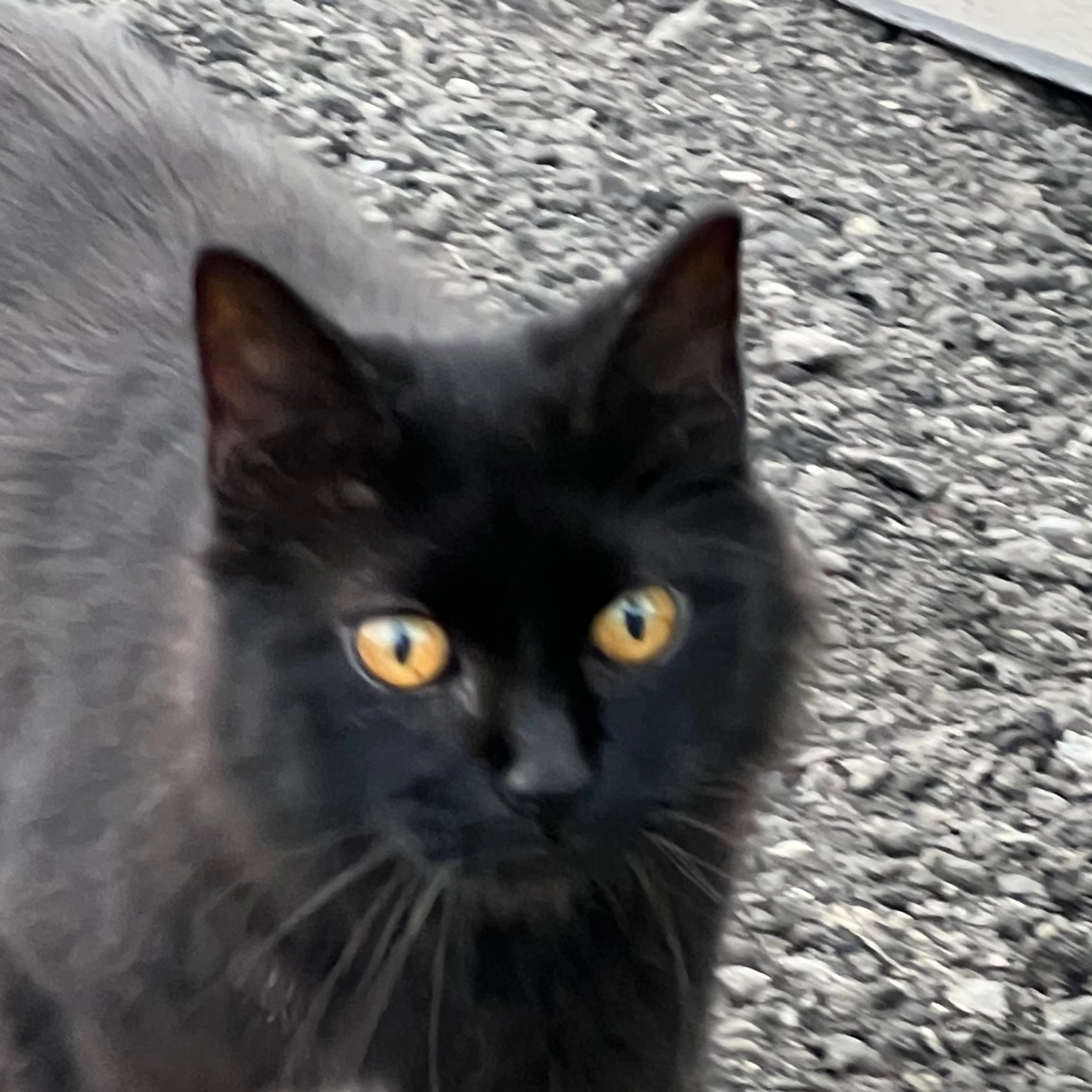 Lost pet-1